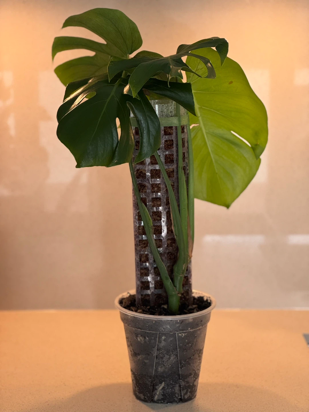 Monstera plant with moss pole in a clear planter