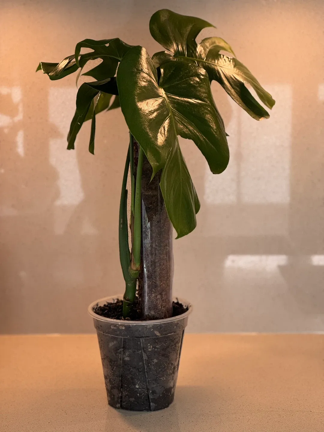 Monstera plant with moss pole in a clear planter image indicator(4)