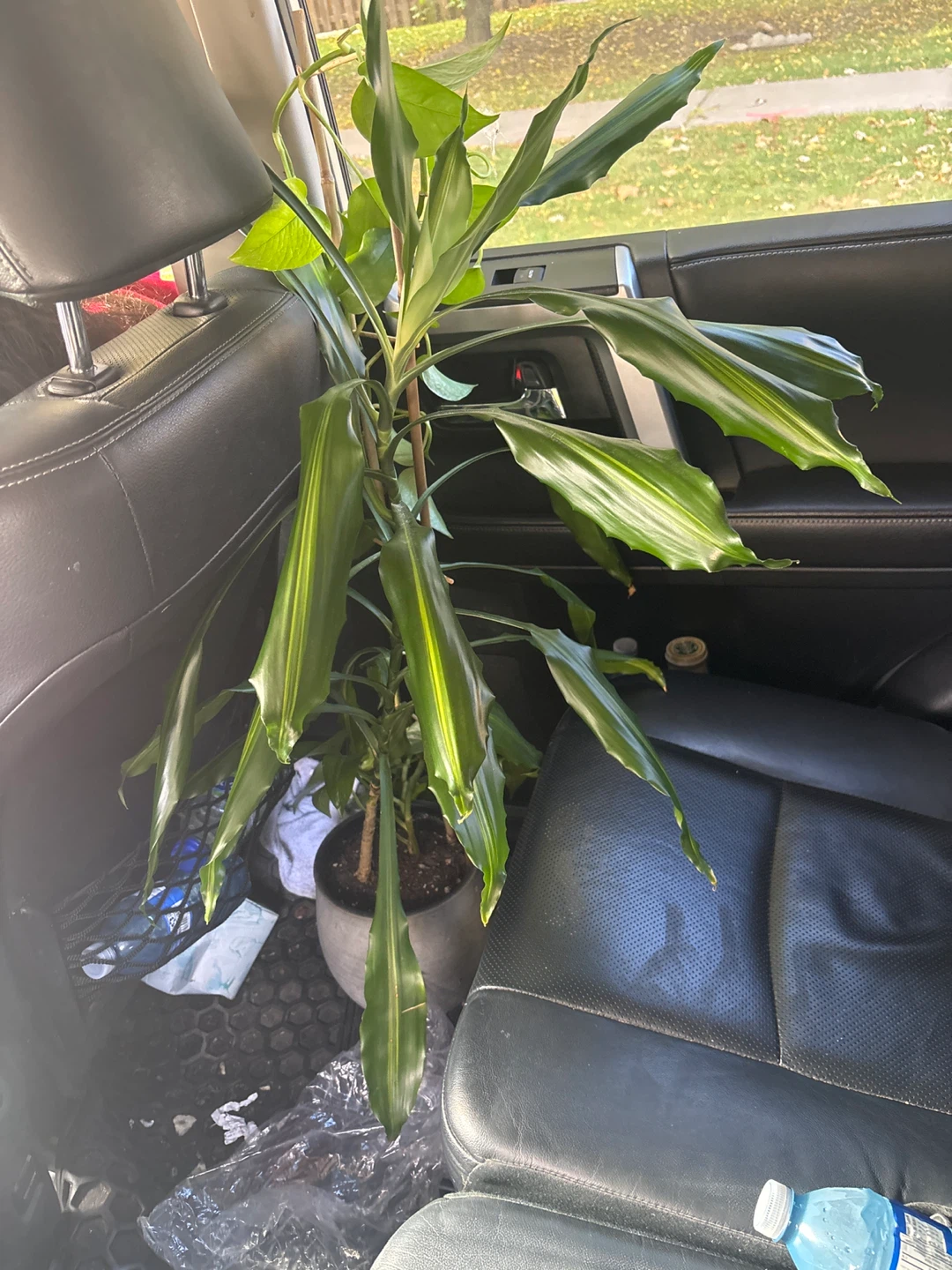 Potted Dracaena Plant - photo 2