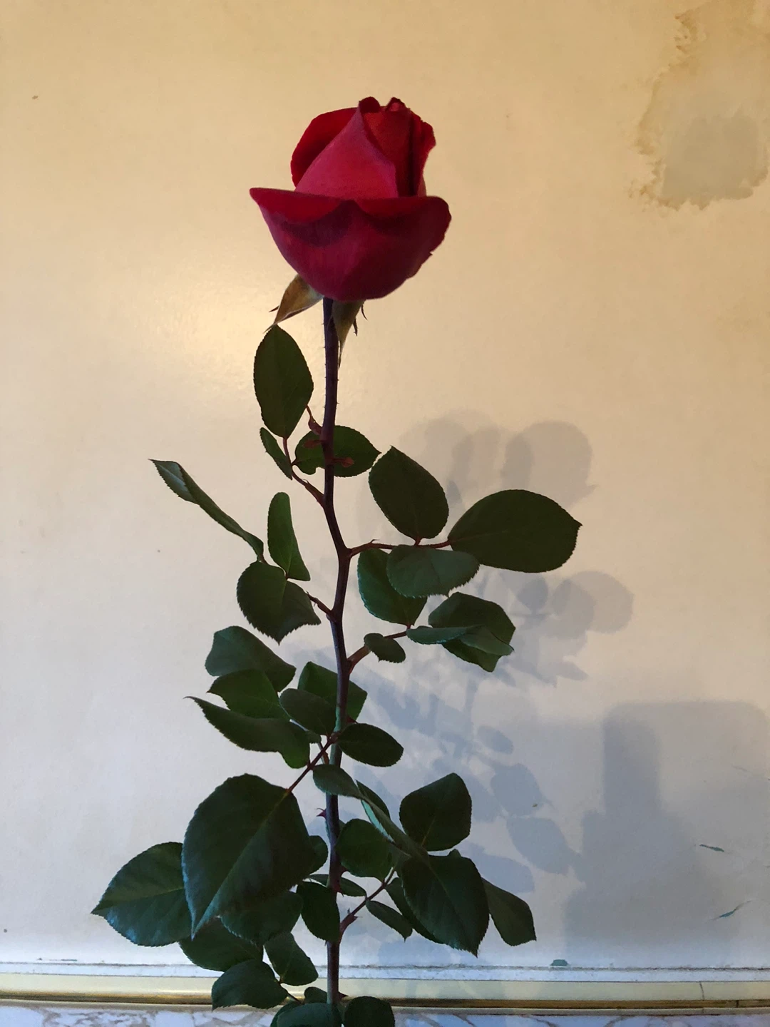 Hybrid red rose tea cup