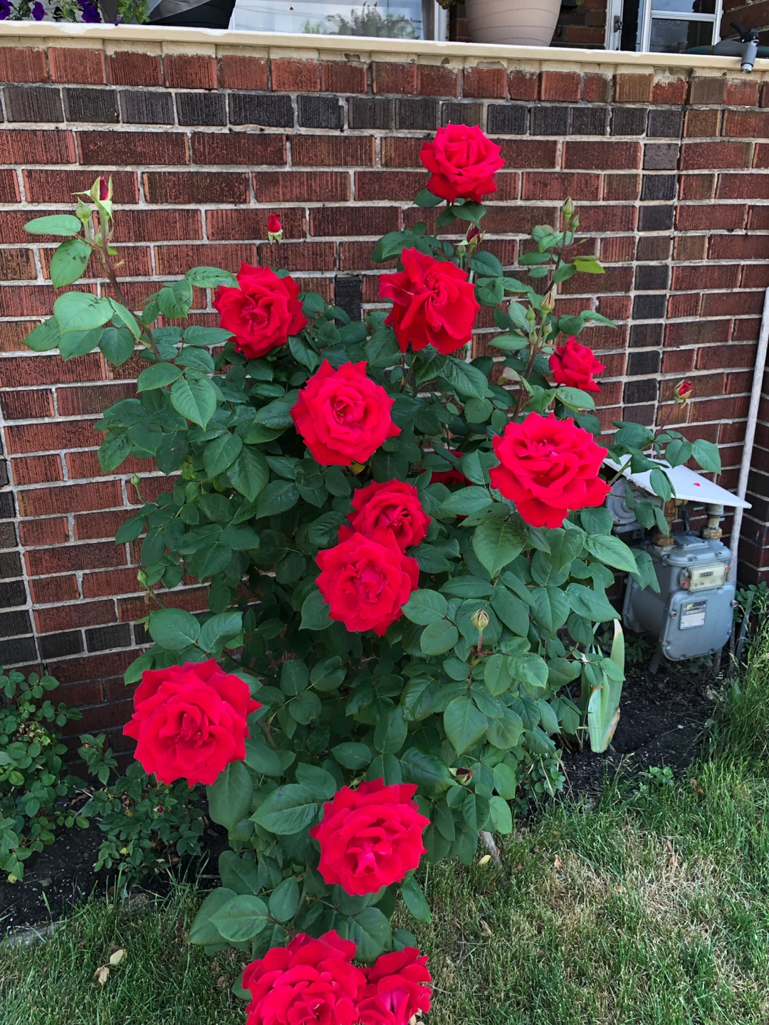 Hybrid red rose tea cup - photo 5