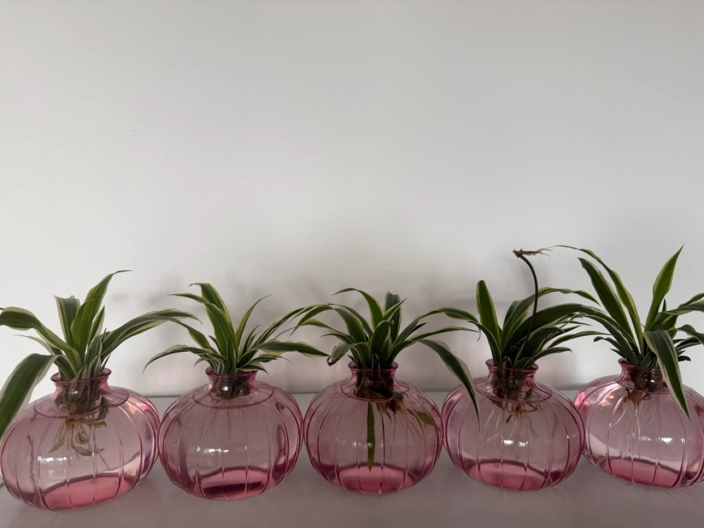 Spider Plant Cuttings - very healthy