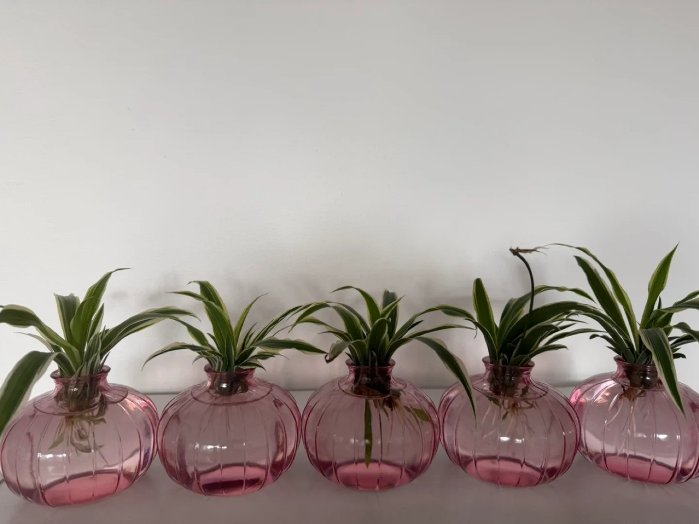 Spider Plant Cuttings - very healthy thumbnail