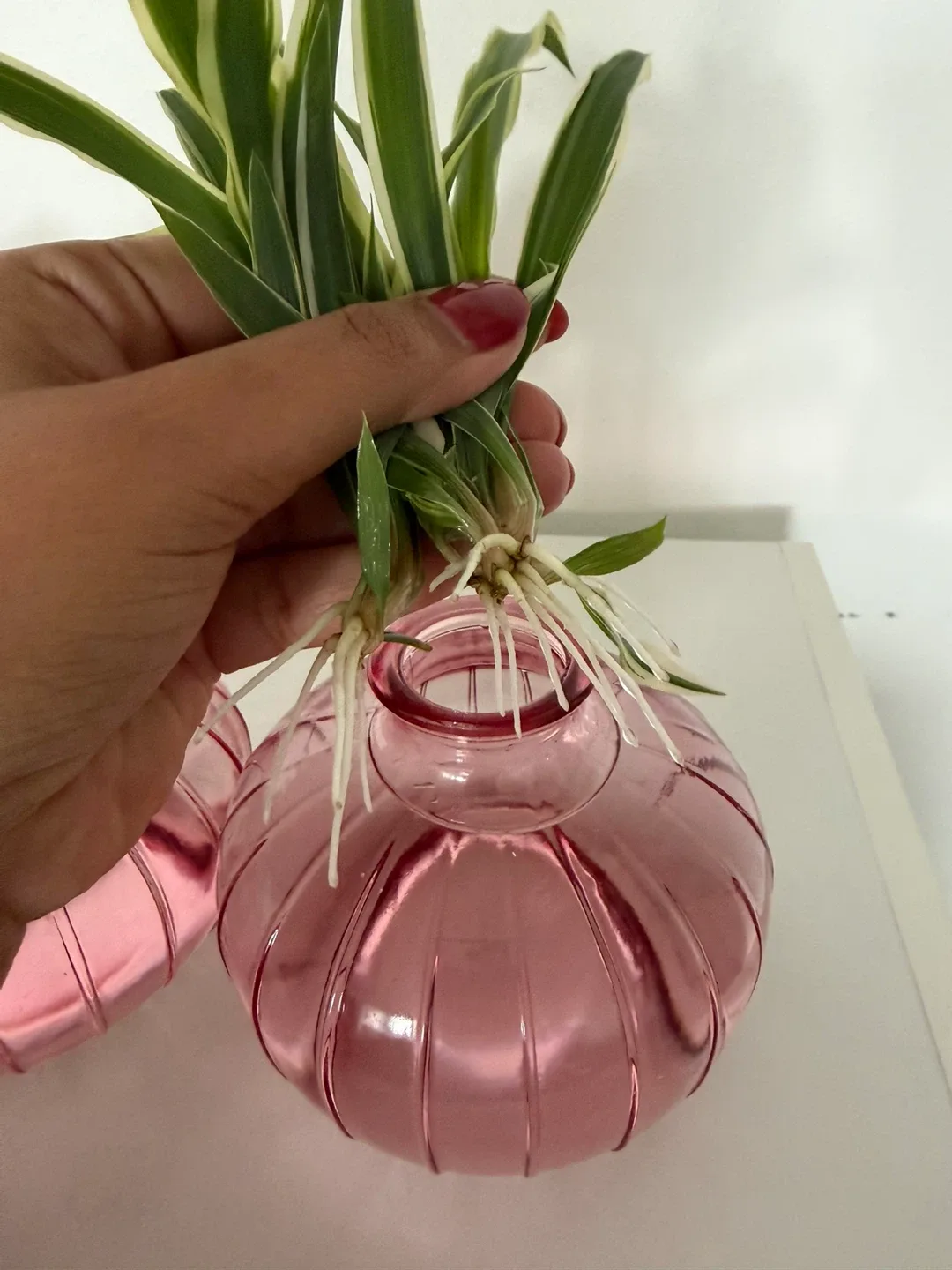 Spider Plant Cuttings - very healthy image indicator(3)