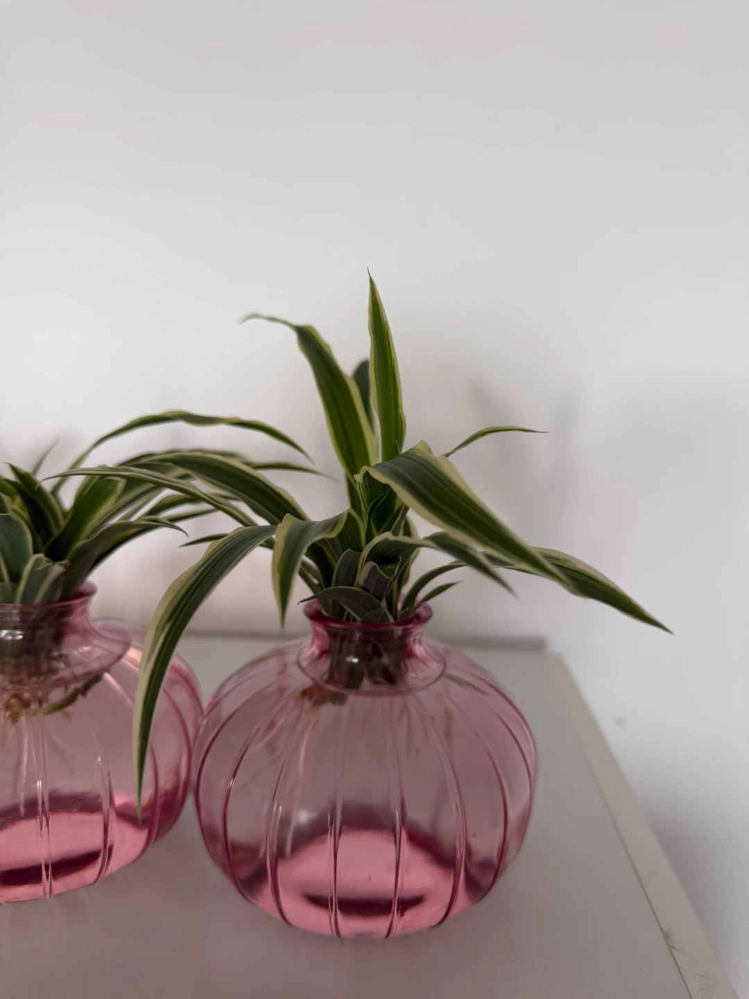 Spider Plant Cuttings - very healthy - photo 2