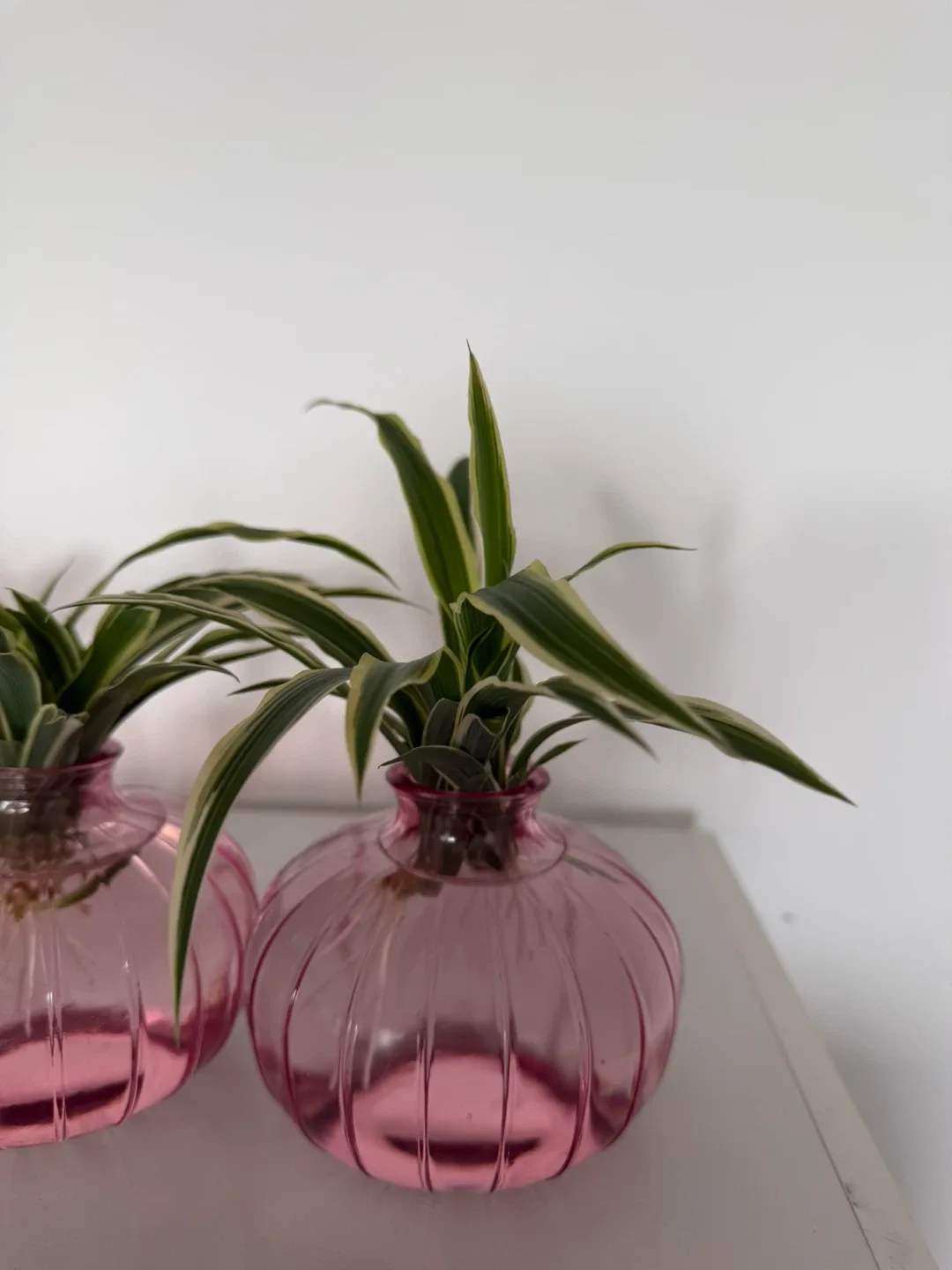 Spider Plant Cuttings - very healthy image indicator(2)