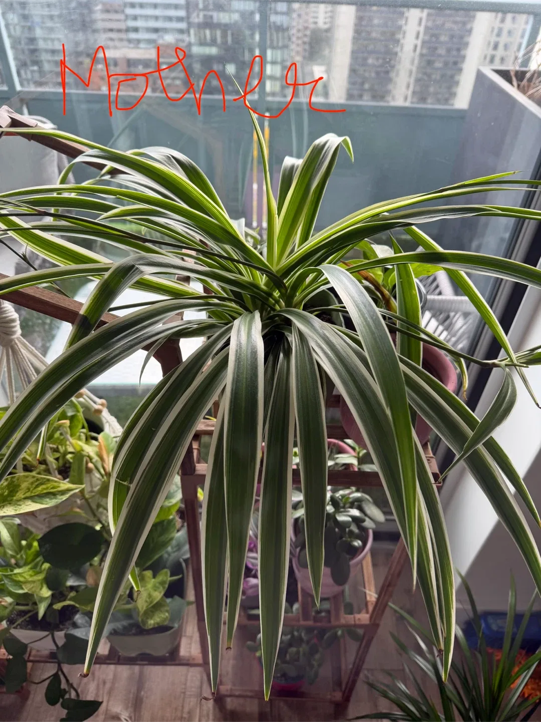 Spider Plant Cuttings - very healthy image indicator(5)