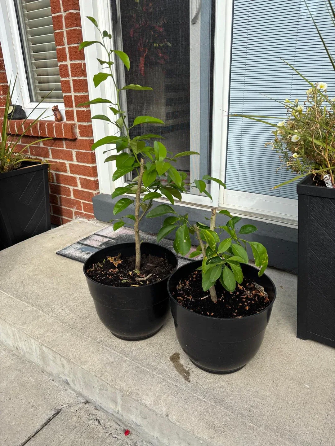 2 Potted lemon  Tree thumbnail