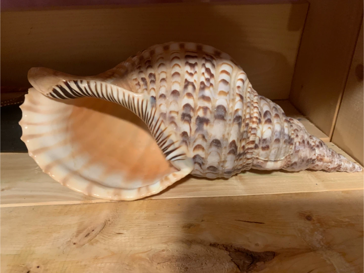 Seashell Decoration