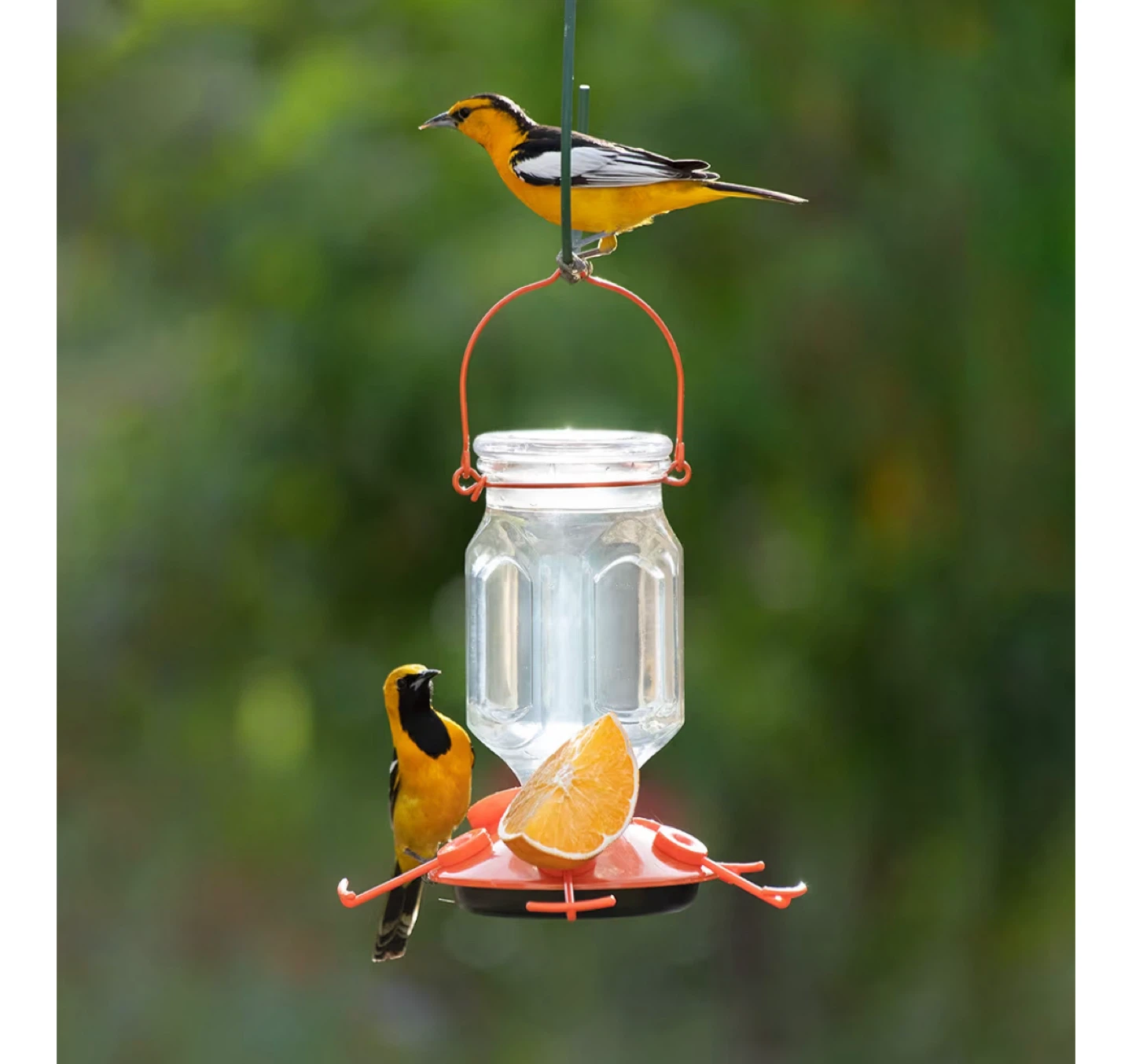 Perky-Pet Top-Fill Glass Oriole Feeder - 22 oz
