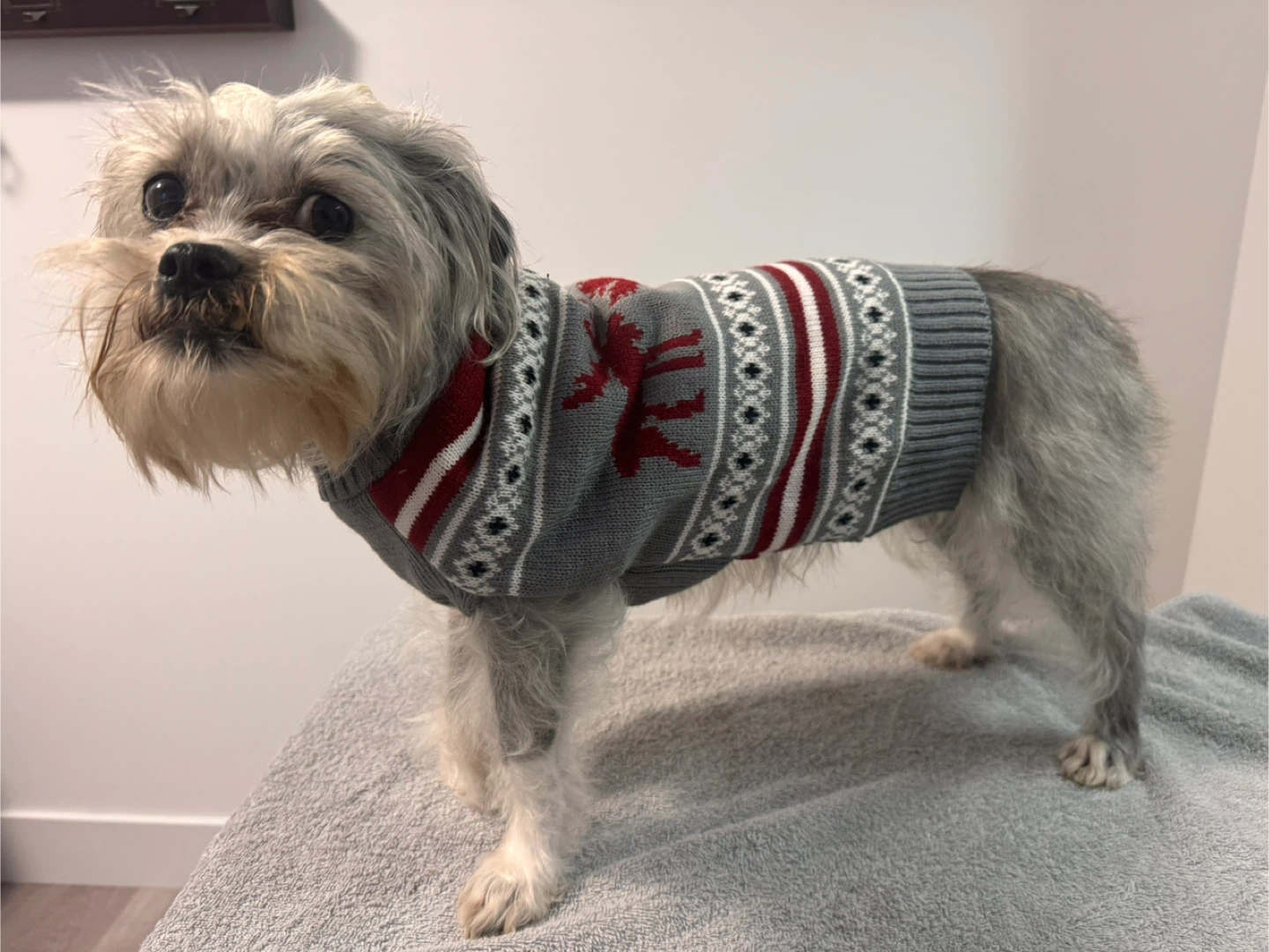 ONEPAW Dog Sweater Size - S