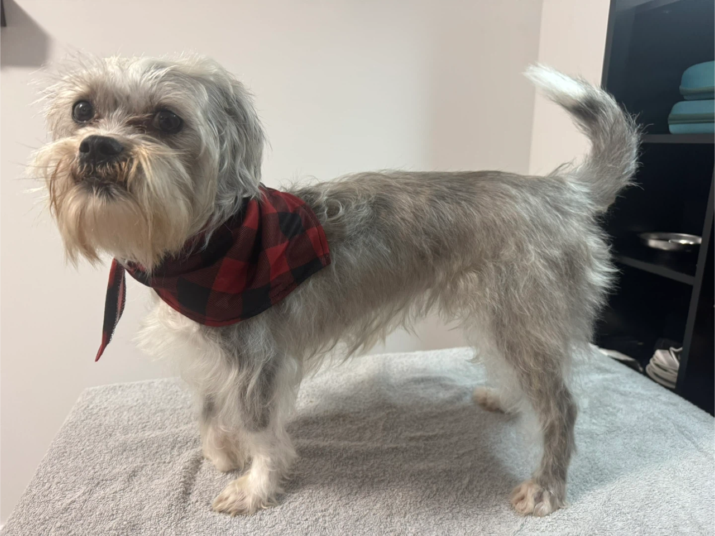 ONEPAW Dog Bandanas - New - photo 2