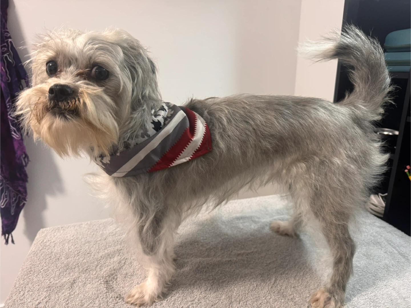 ONEPAW Dog Bandanas - New