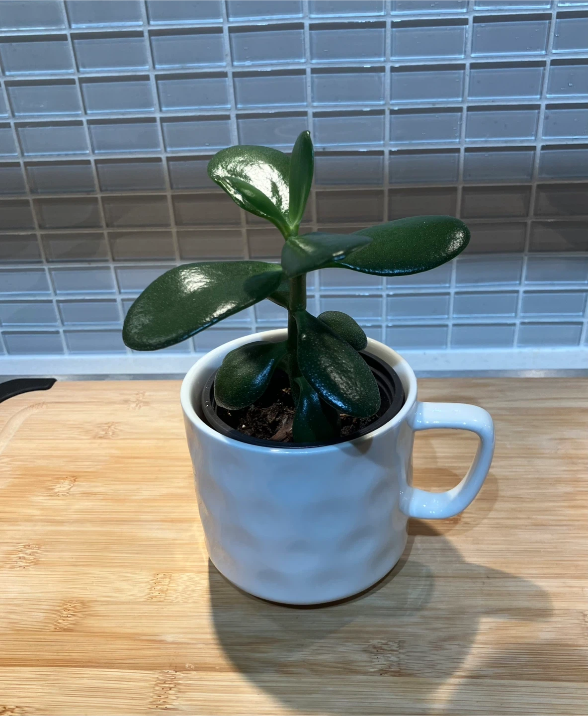 Jade Plant