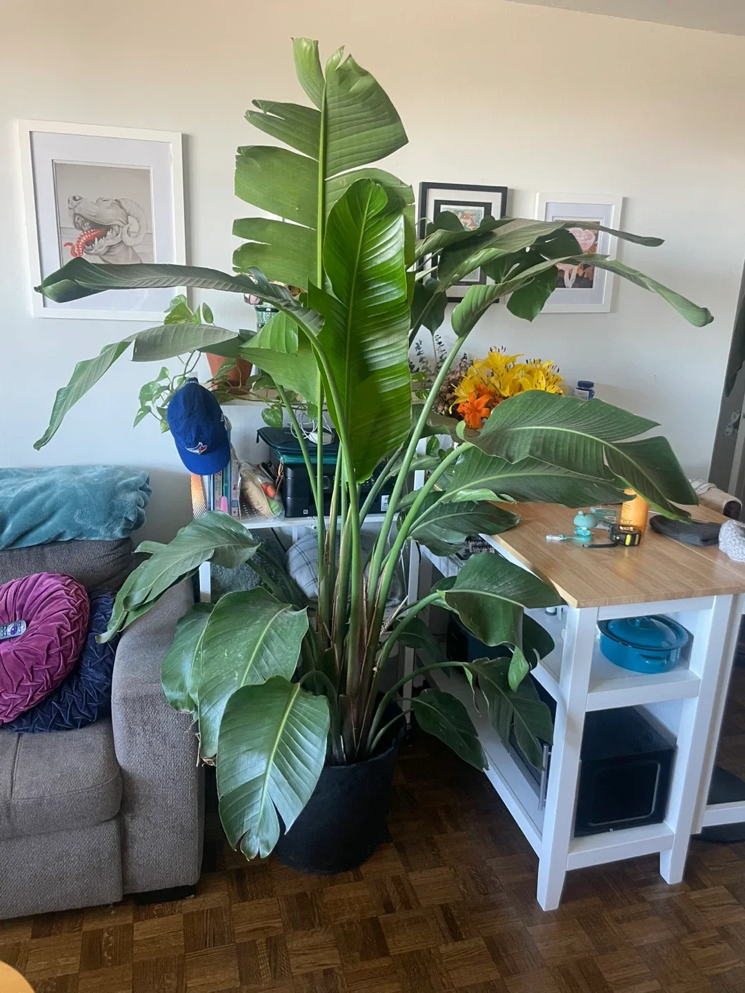 Bird of Paradise Plant