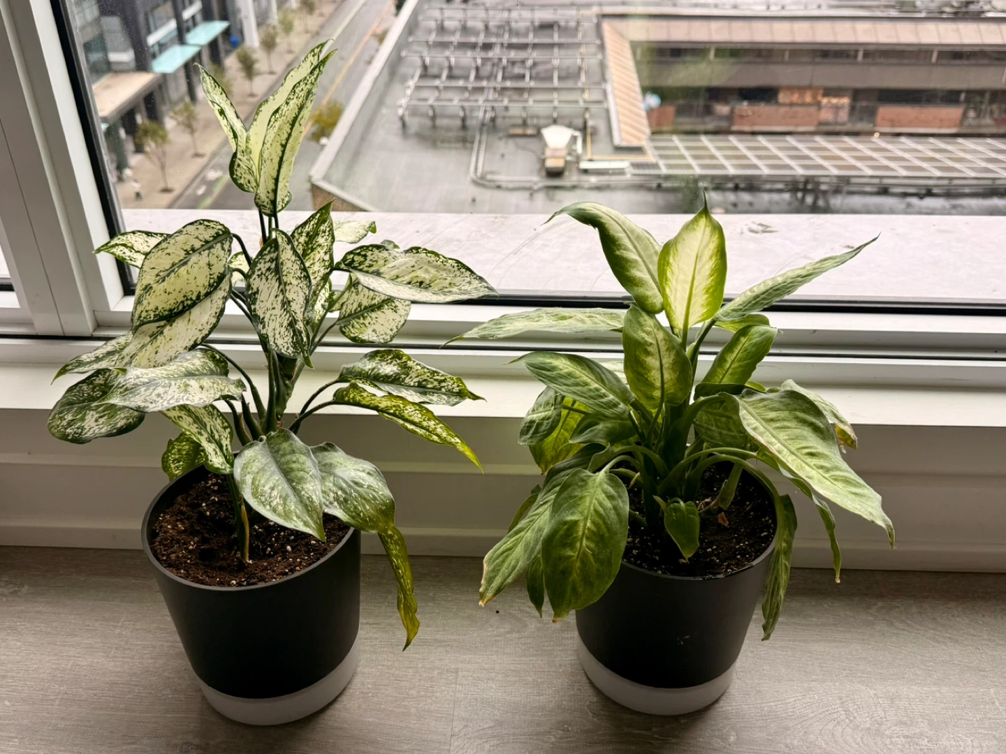 Healthy Set of 2