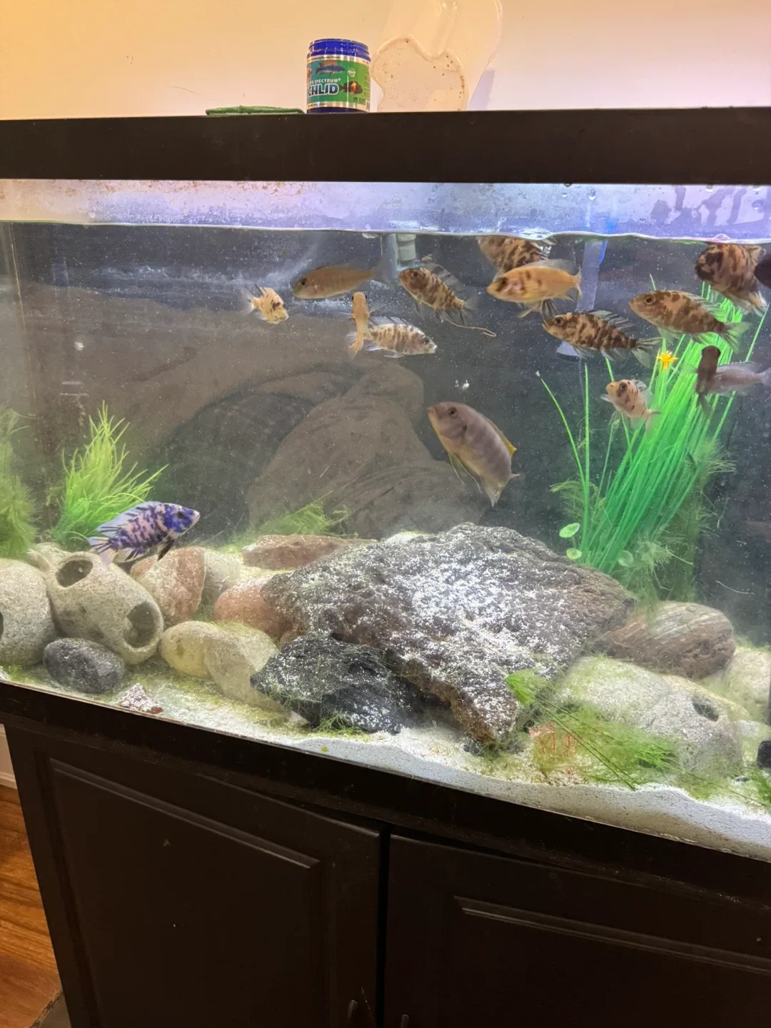 Large Fish Tank with Stand & Accessories image indicator(3)