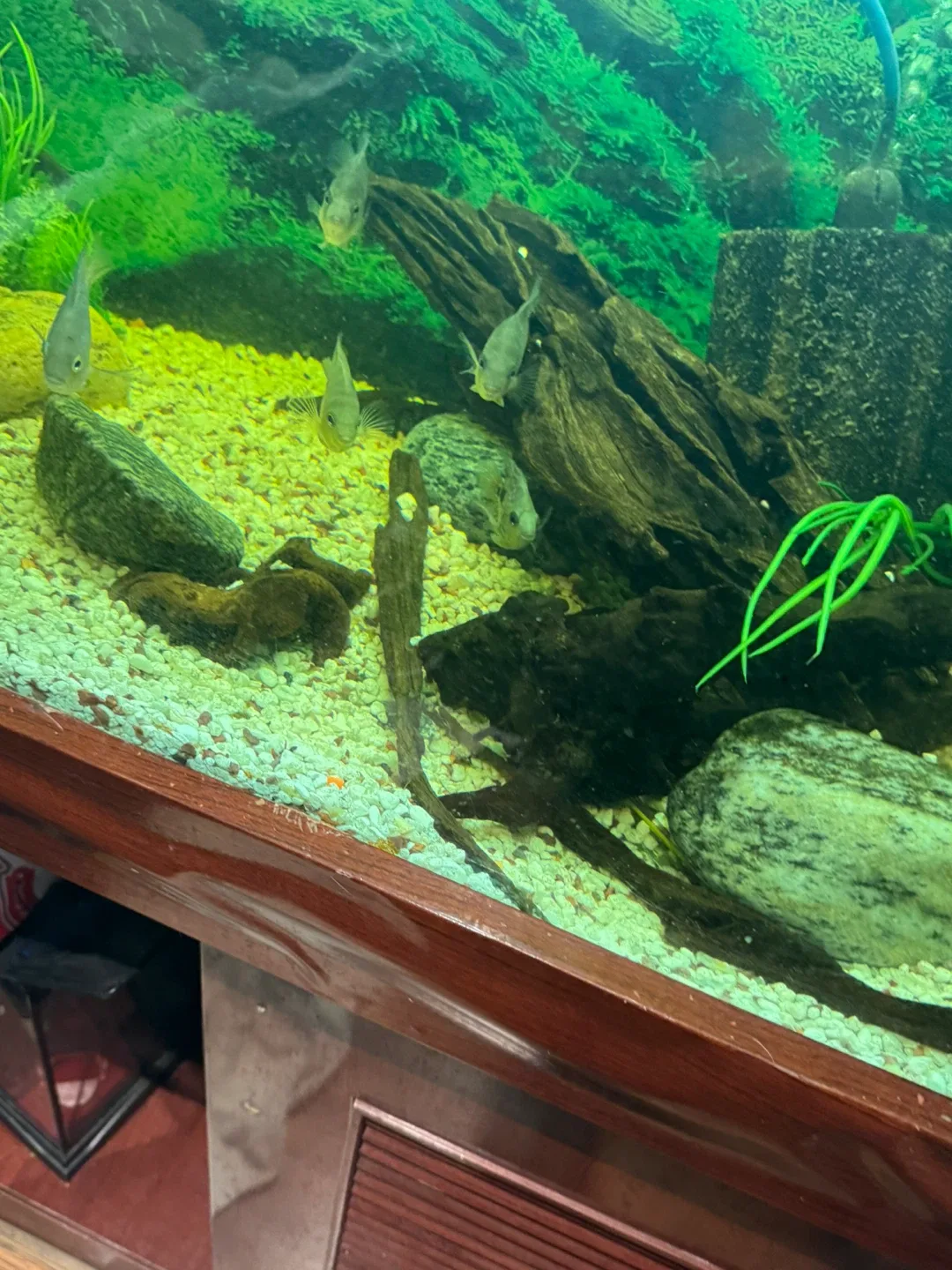 Large Fish Tank with Stand & Accessories image indicator(2)