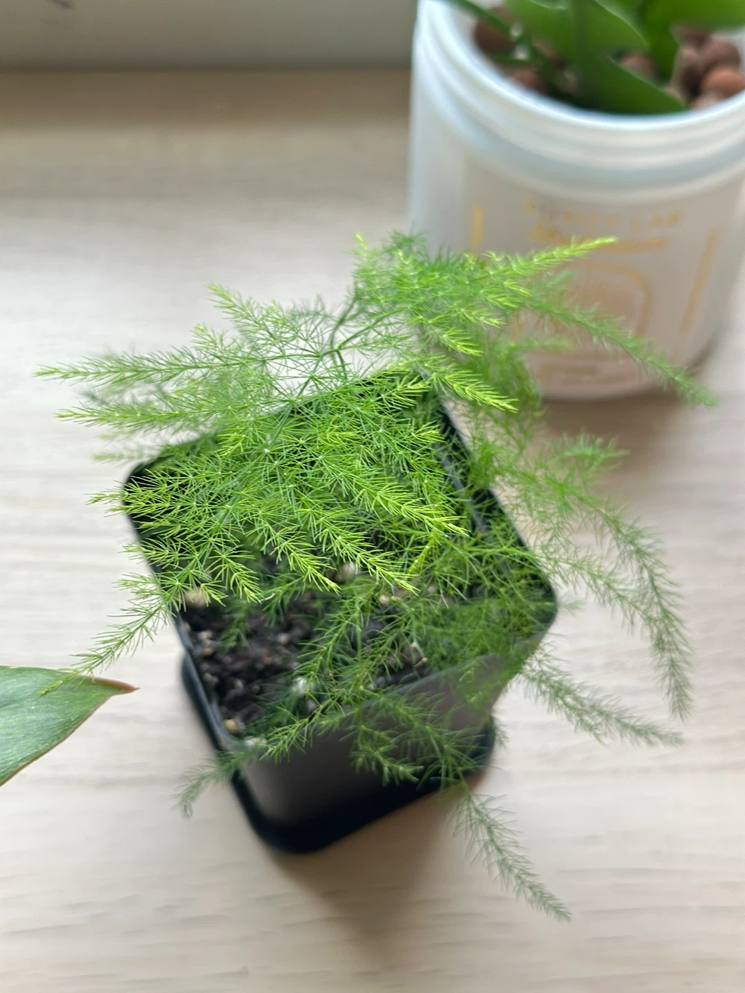 Asparagus Fern Plant