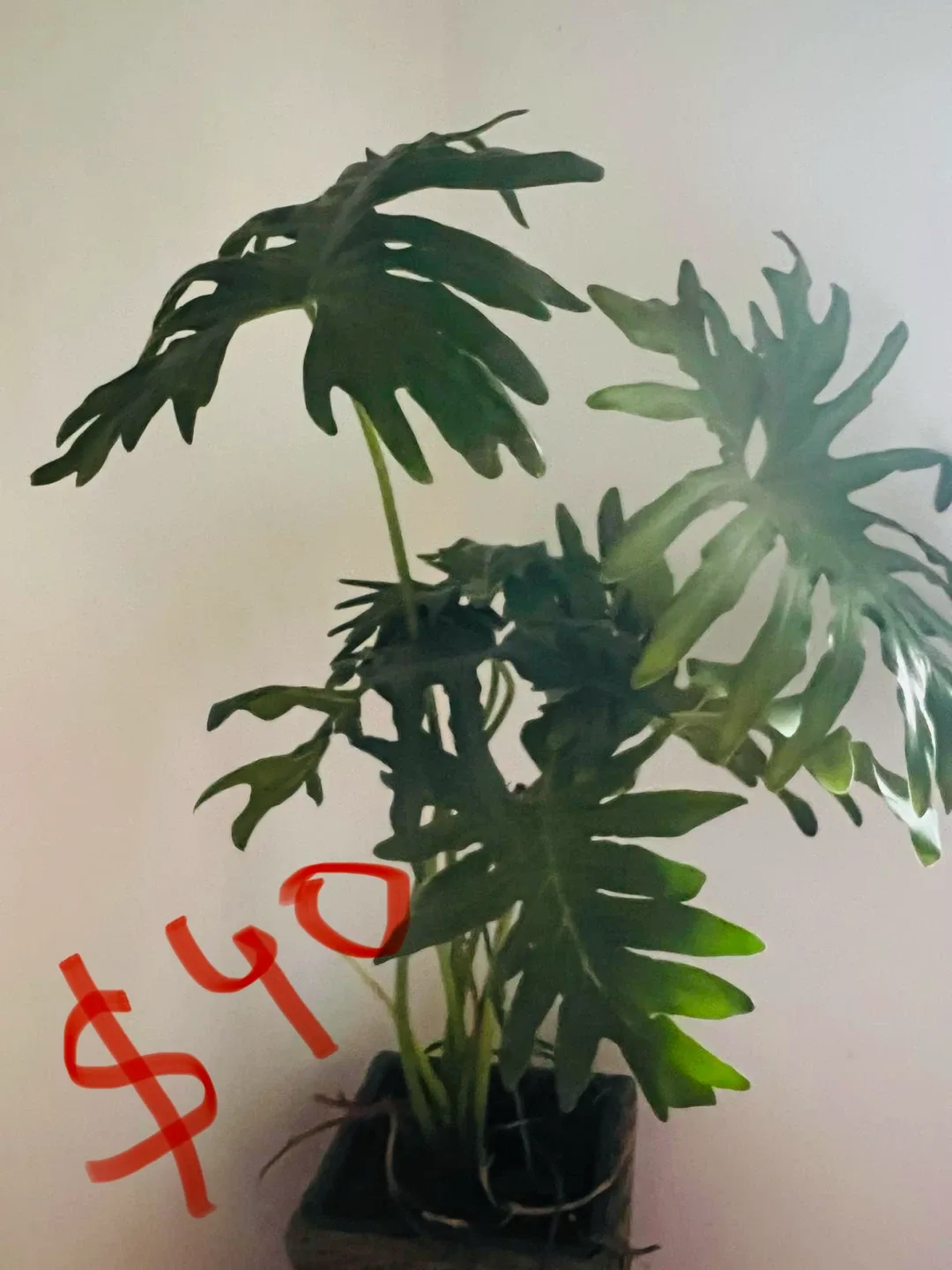 Assorted Indoor Plants image indicator(2)