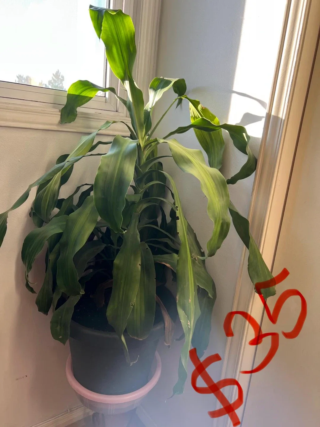 Assorted Indoor Plants image indicator(5)