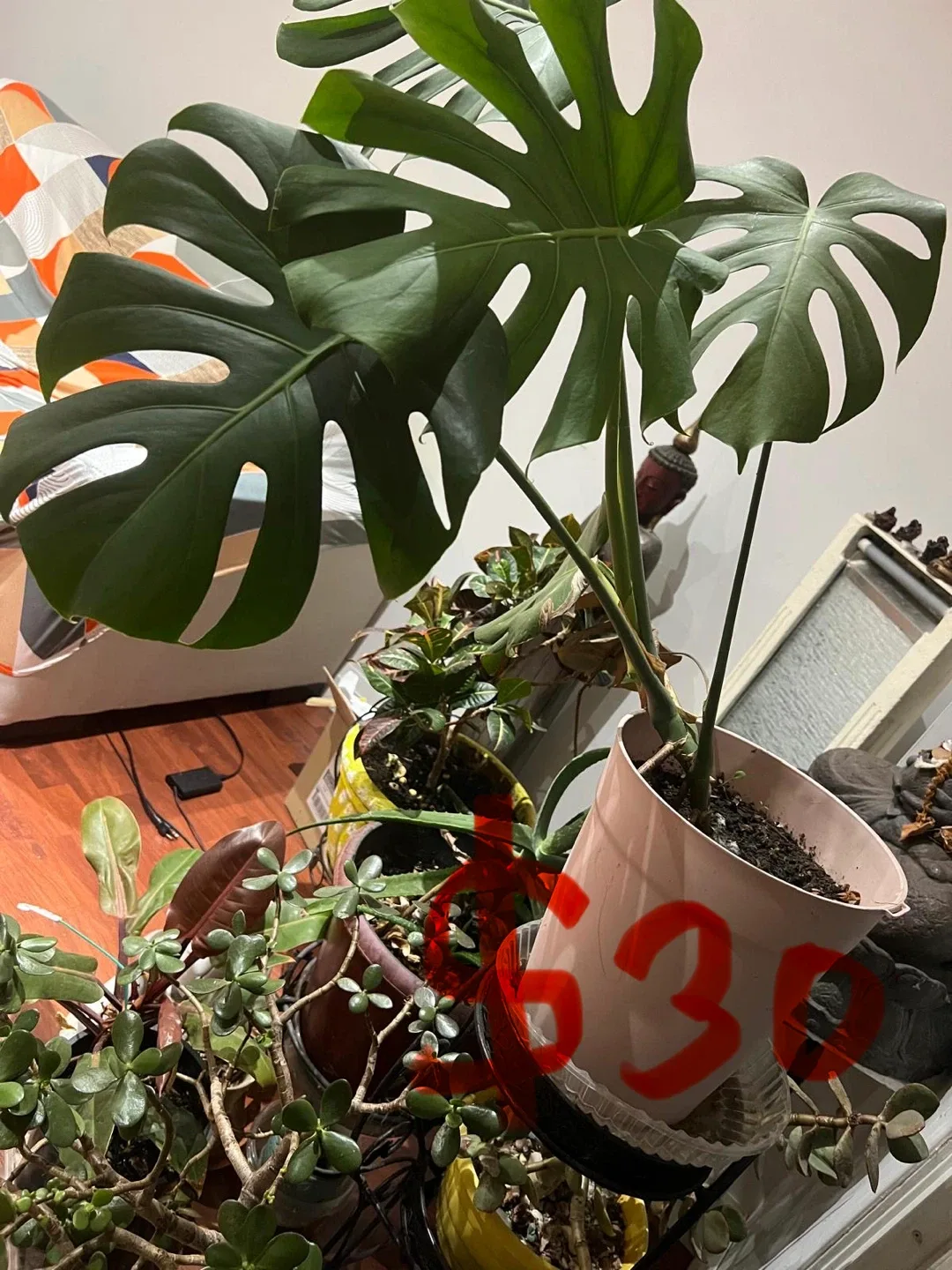 Assorted Indoor Plants image indicator(3)