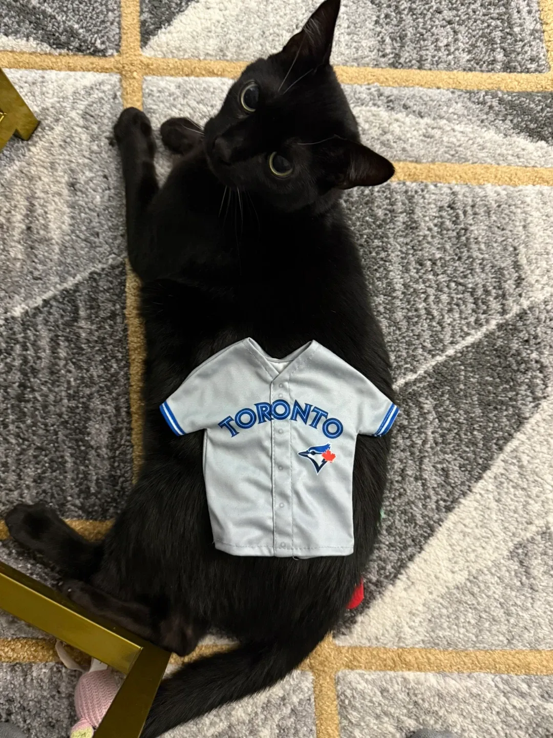 Toronto Blue Jays Bacardi '16' Jersey - 12cm x 16cm image indicator(5)