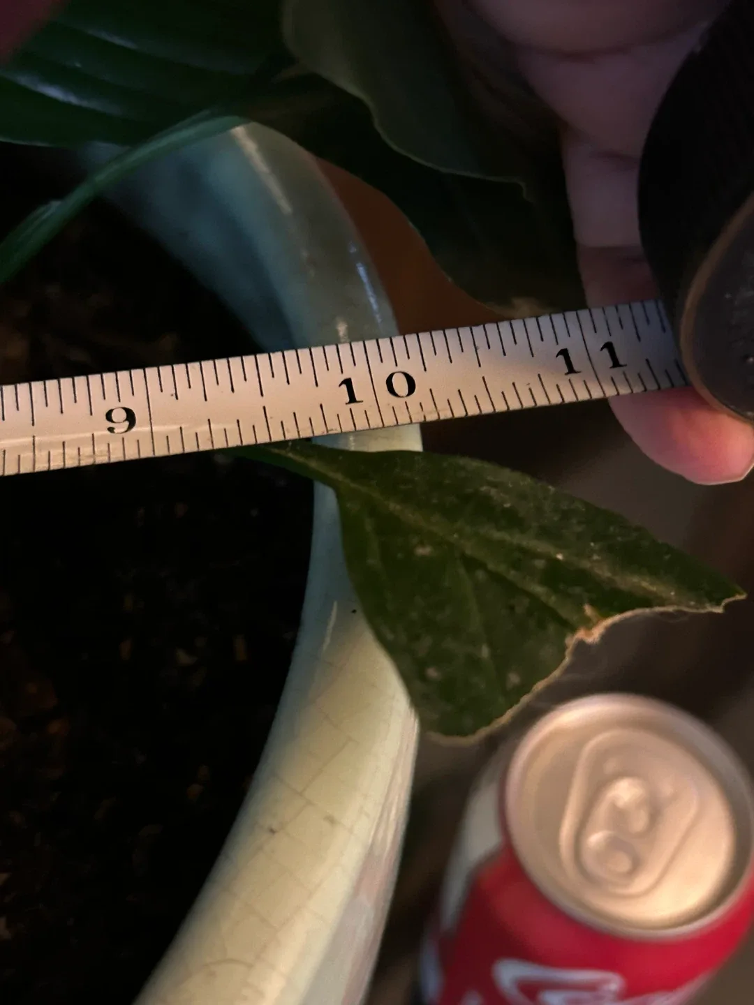 big 10 inch high / 10 inch wide celadon green crackle planter image indicator(6)