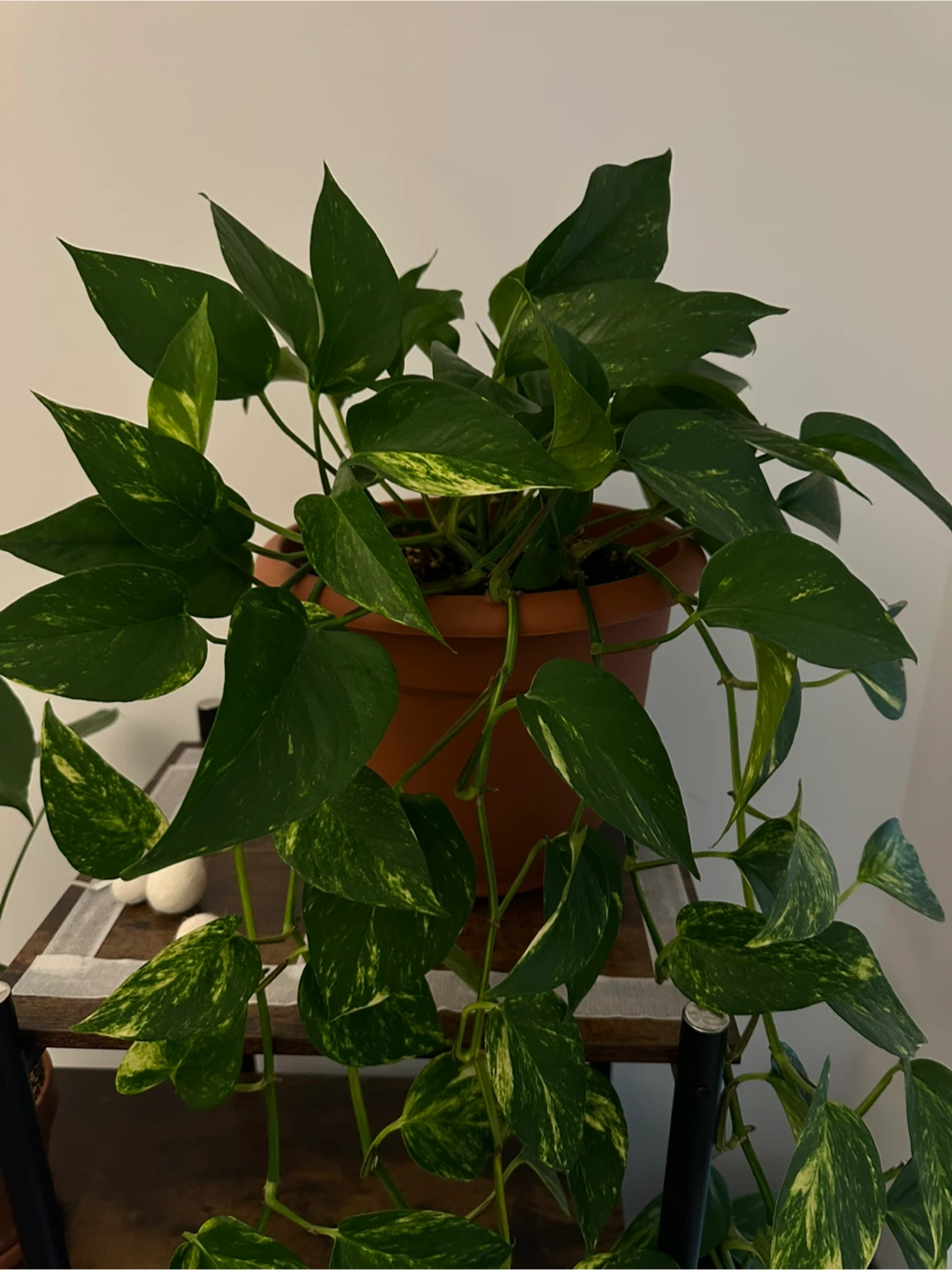 Healthy large golden pothos - photo 2