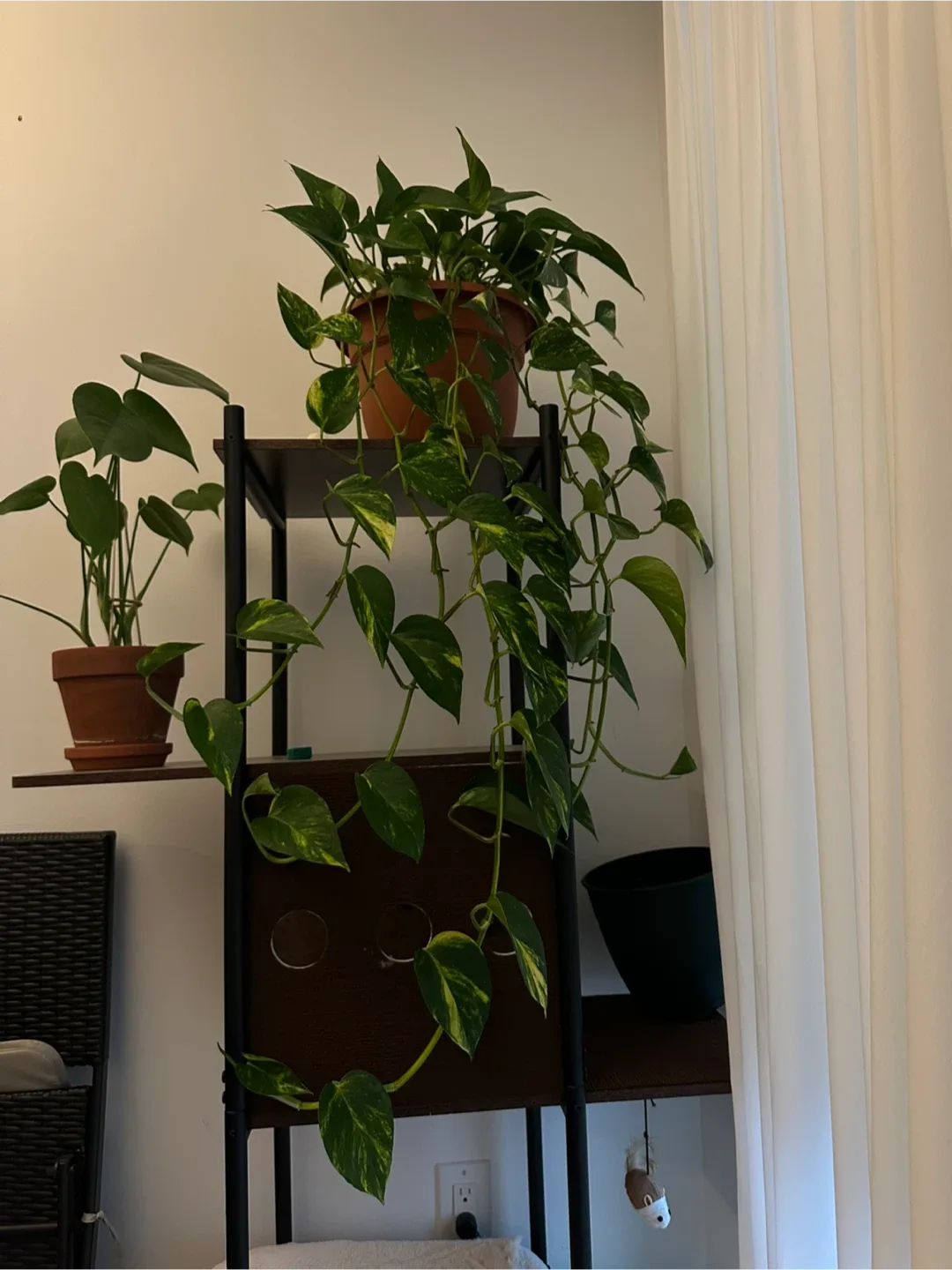 Healthy large golden pothos