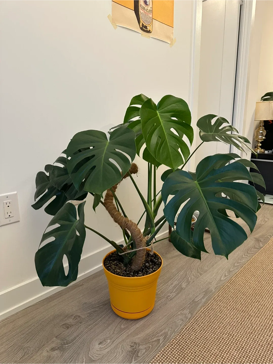 Healthy large monstera 🌿