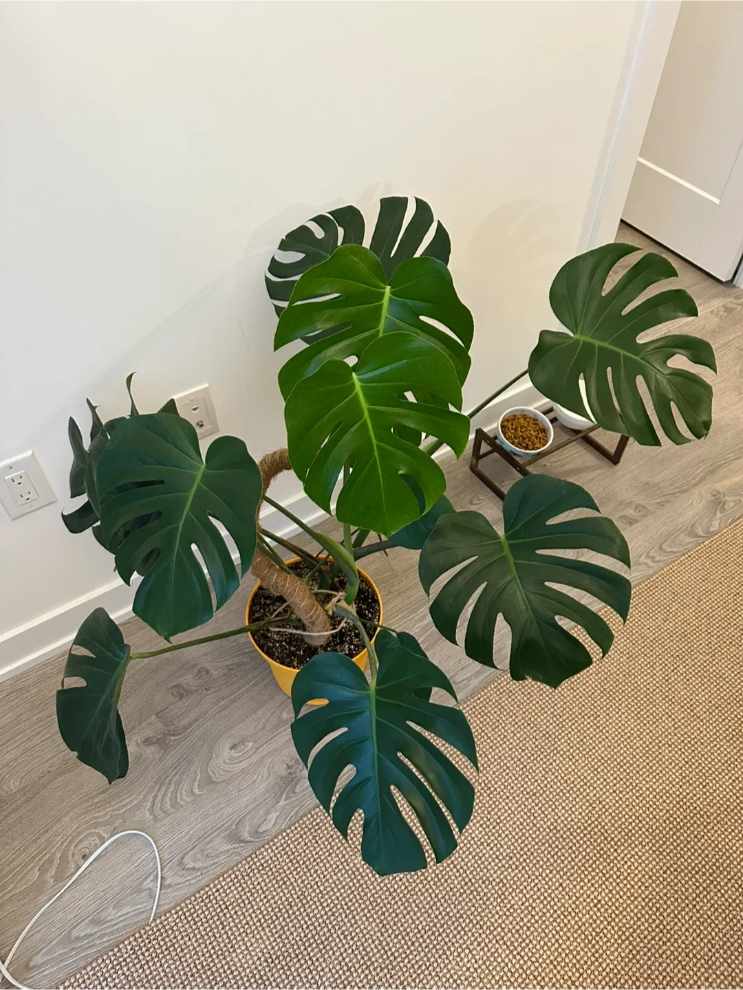 Healthy large monstera 🌿 image indicator(2)