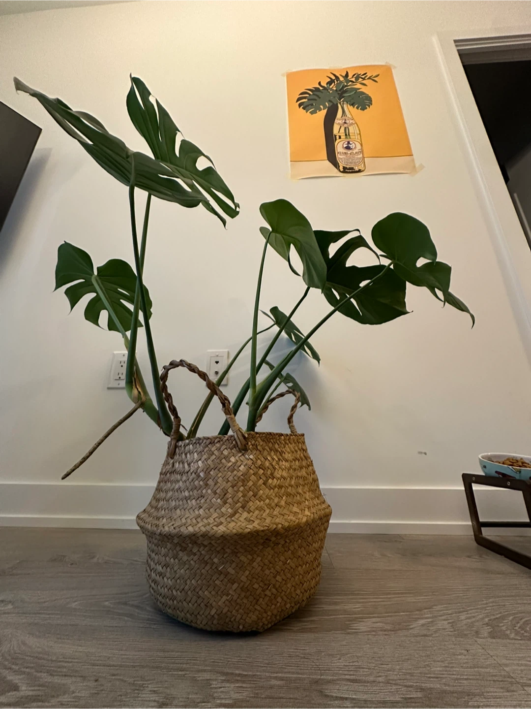 Healthy medium monstera - photo 2