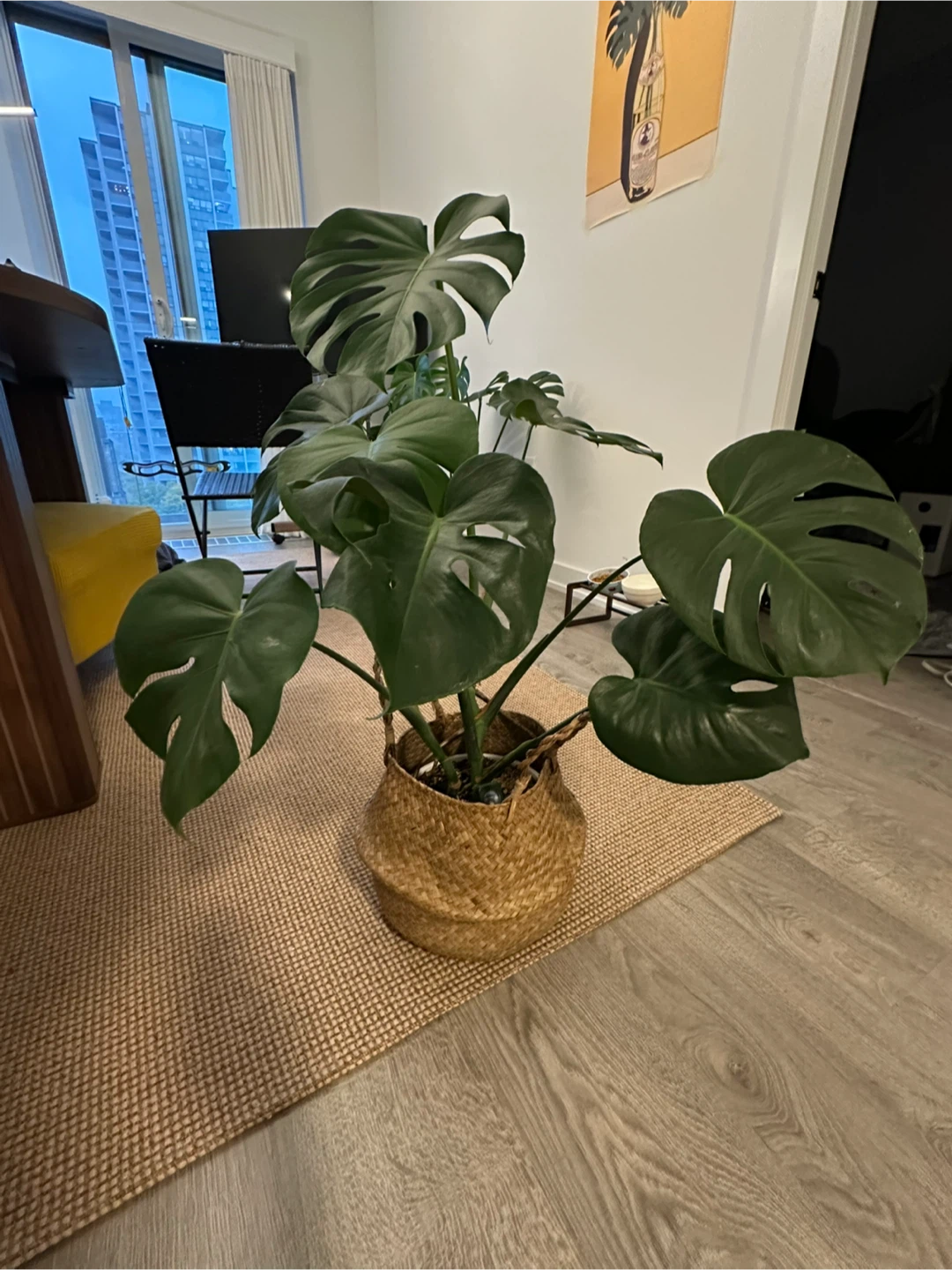 Healthy medium monstera