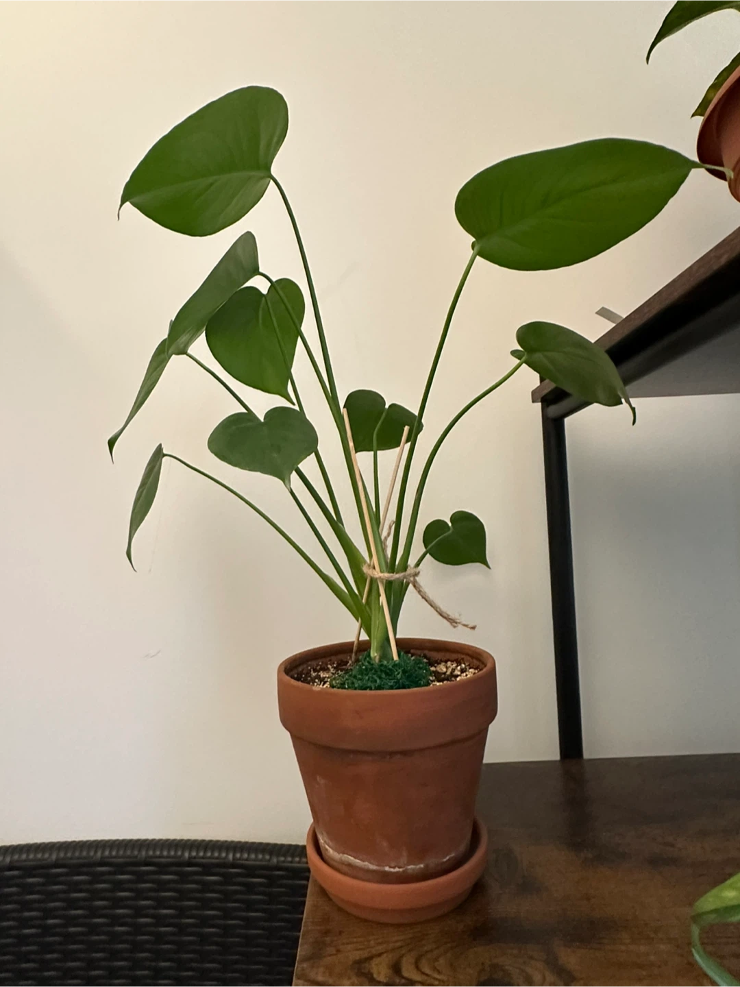 Healthy small monstera 🌿