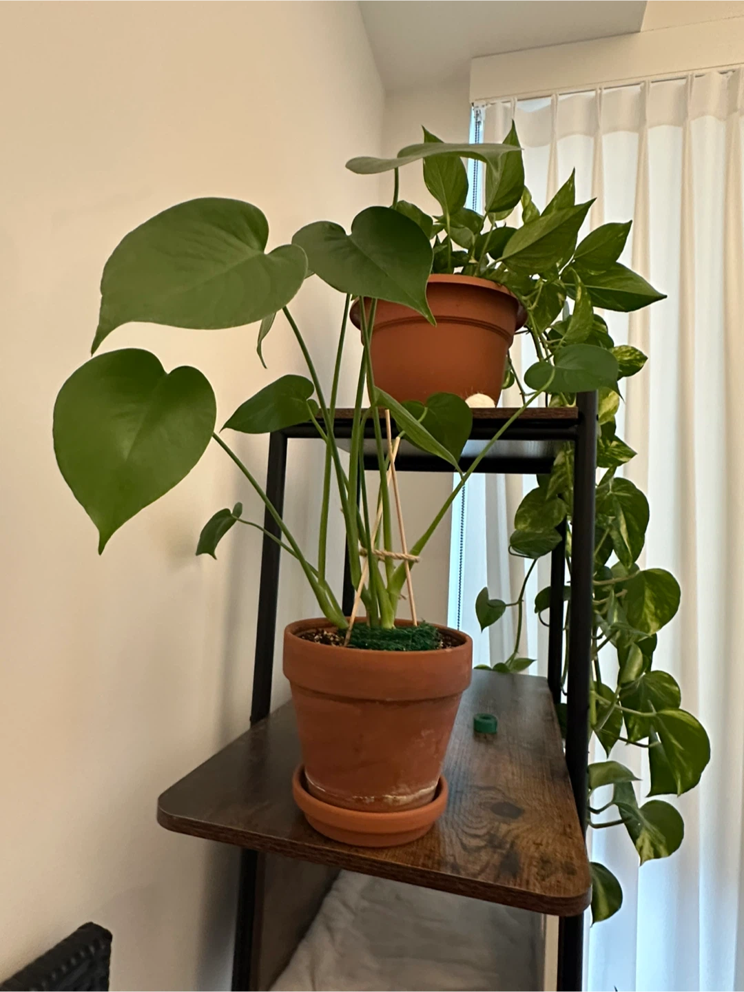 Healthy small monstera 🌿 - photo 2