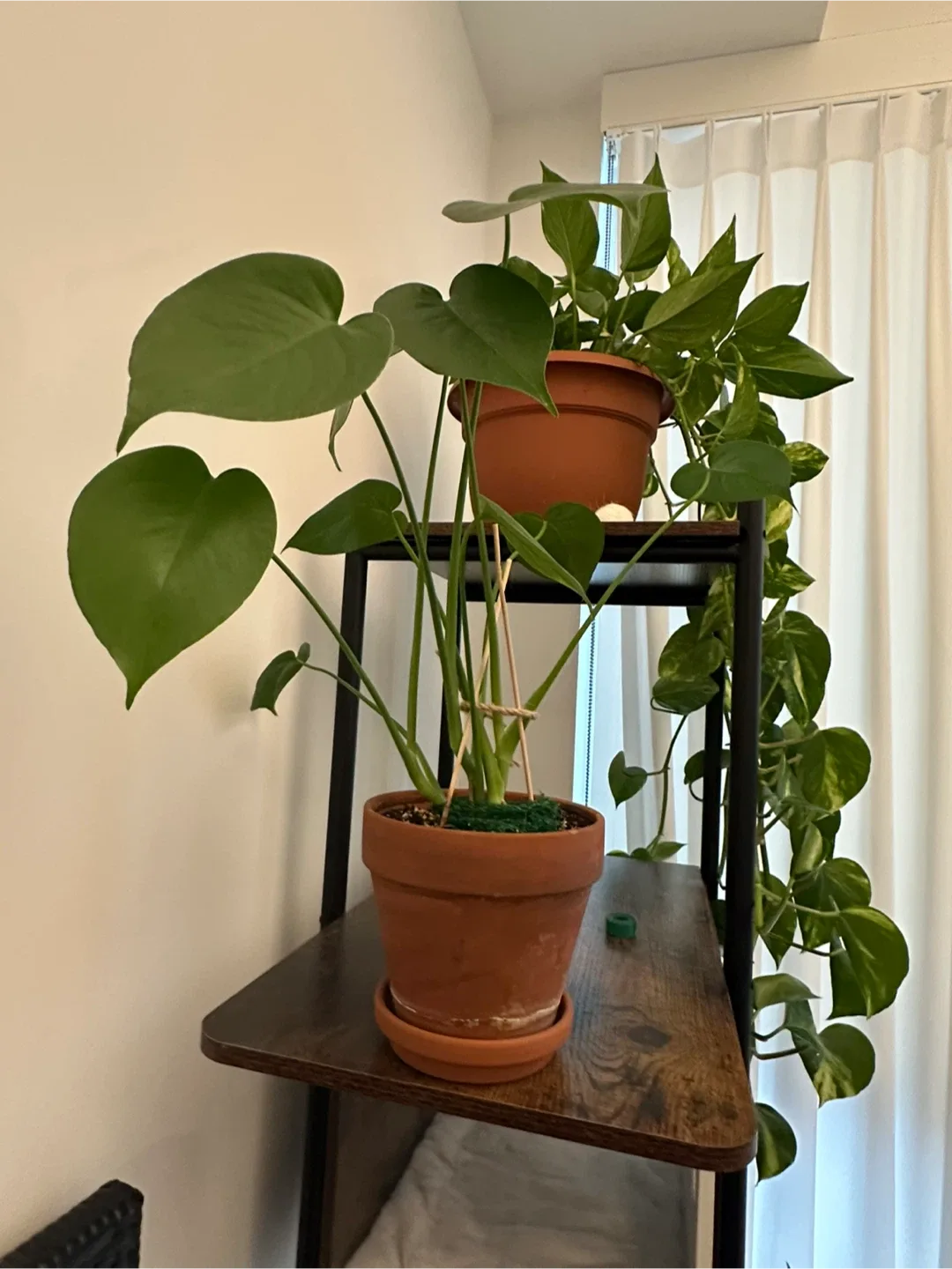 Healthy small monstera 🌿 image indicator(2)
