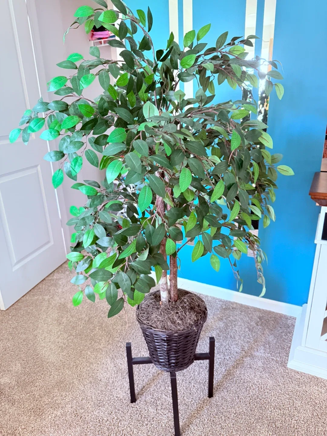 Faux Ficus Tree in Basket thumbnail
