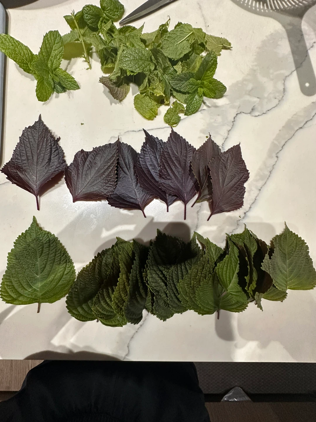 Free shiso leaves