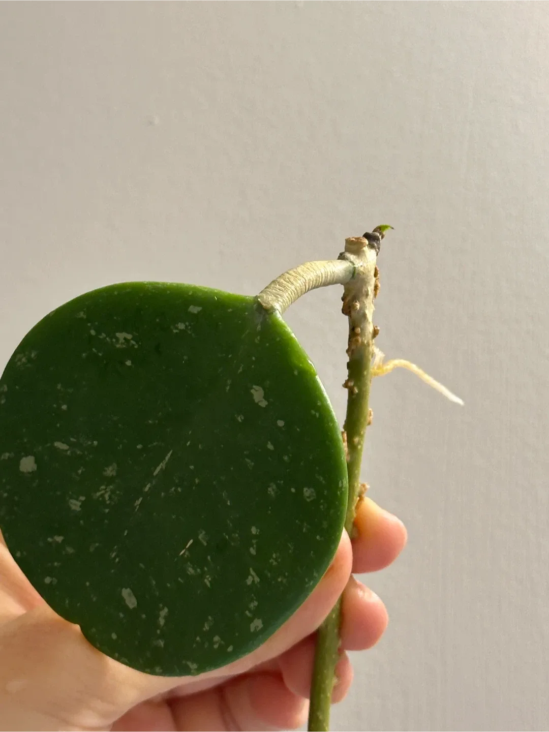 Rooted Hoya Obovata Cutting with New Growth image indicator(3)
