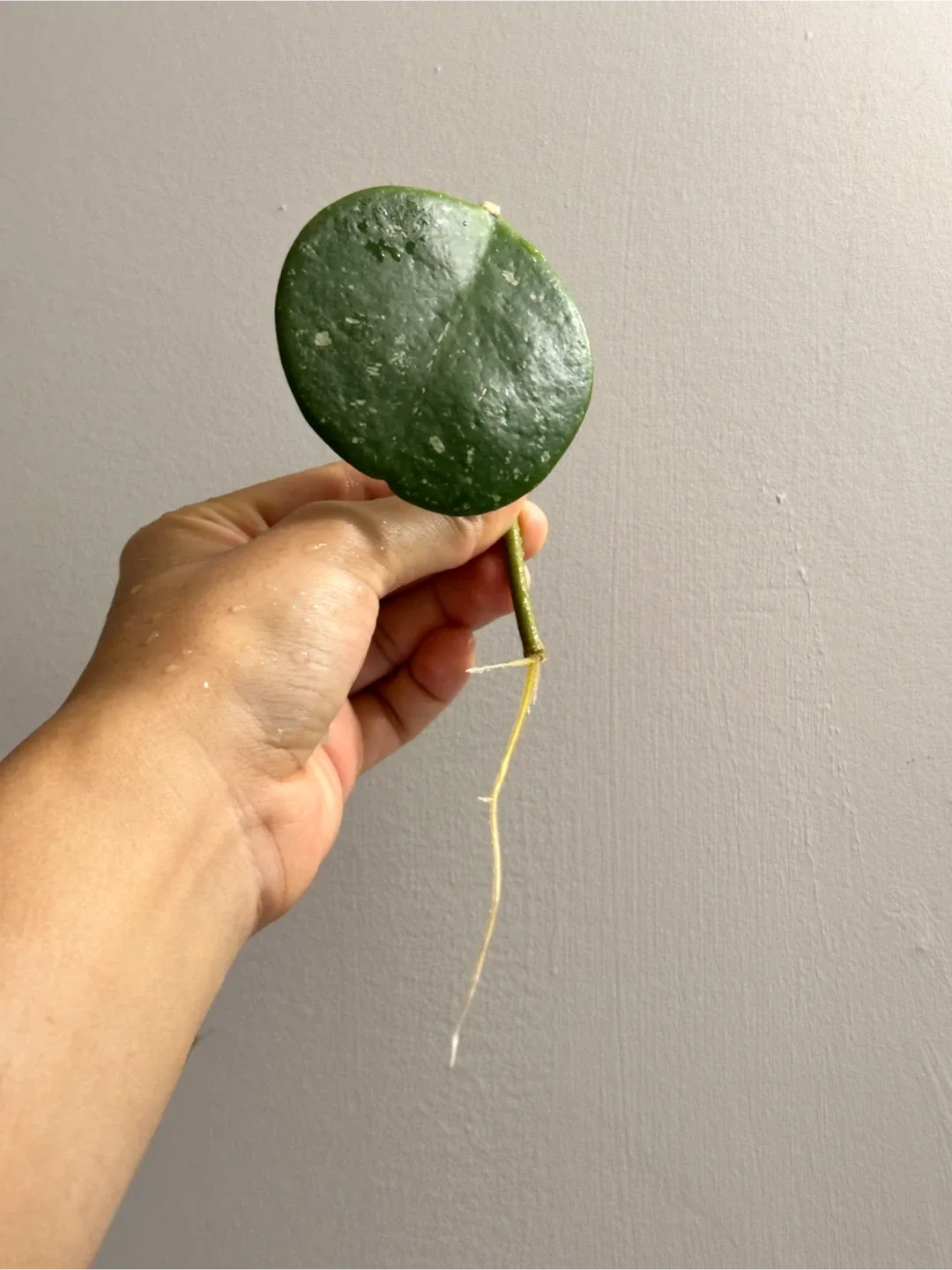 Rooted Hoya Obovata Cutting with New Growth image indicator(2)