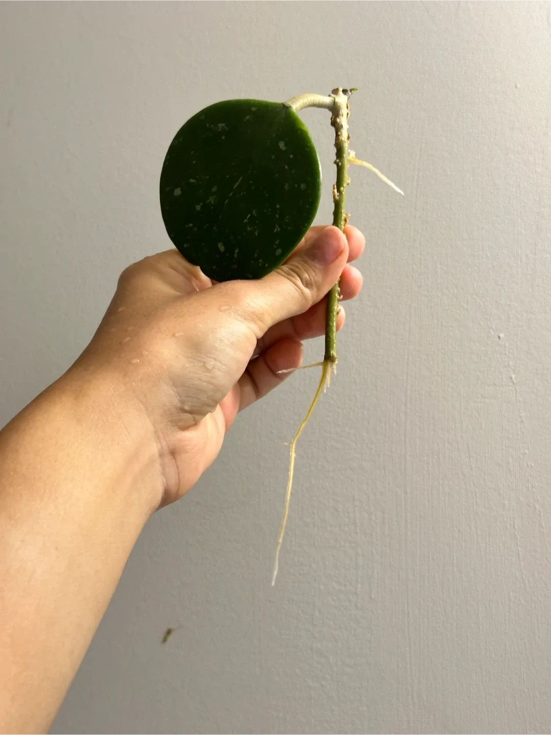Rooted Hoya Obovata Cutting with New Growth thumbnail