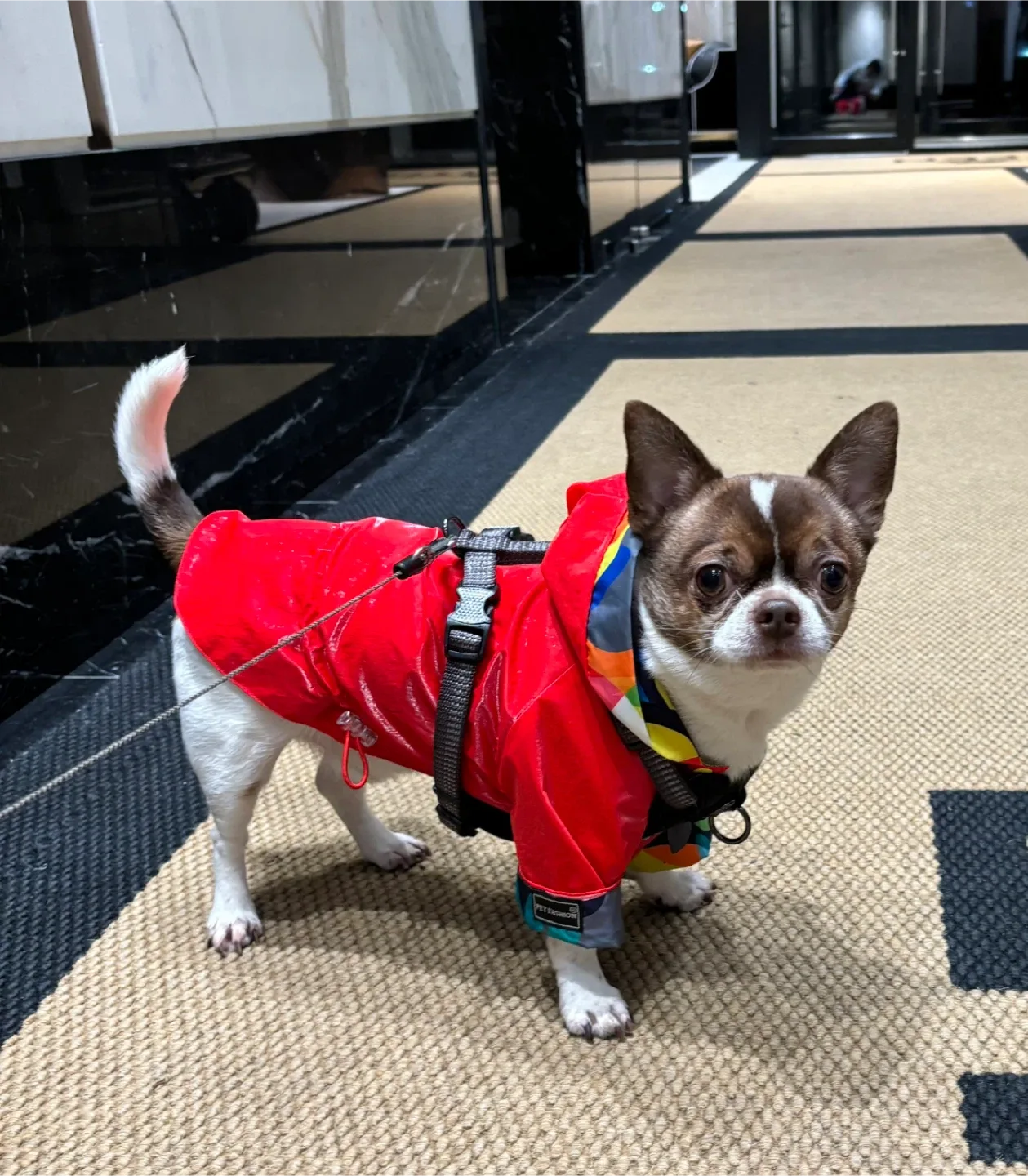 Small Dog Rain Jacket – Size S image indicator(3)