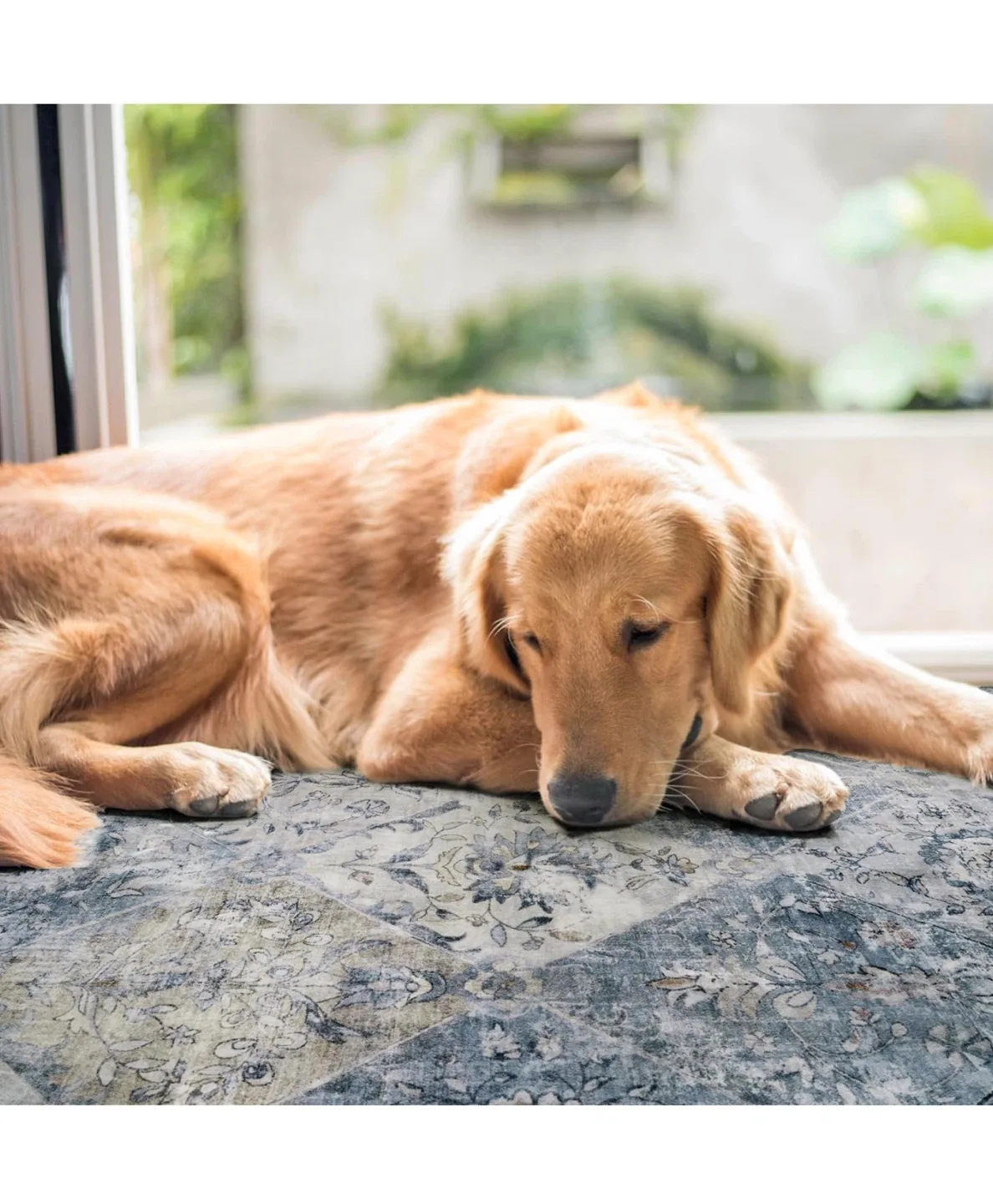 Area Rug - Floral Pattern 5*7 image indicator(6)