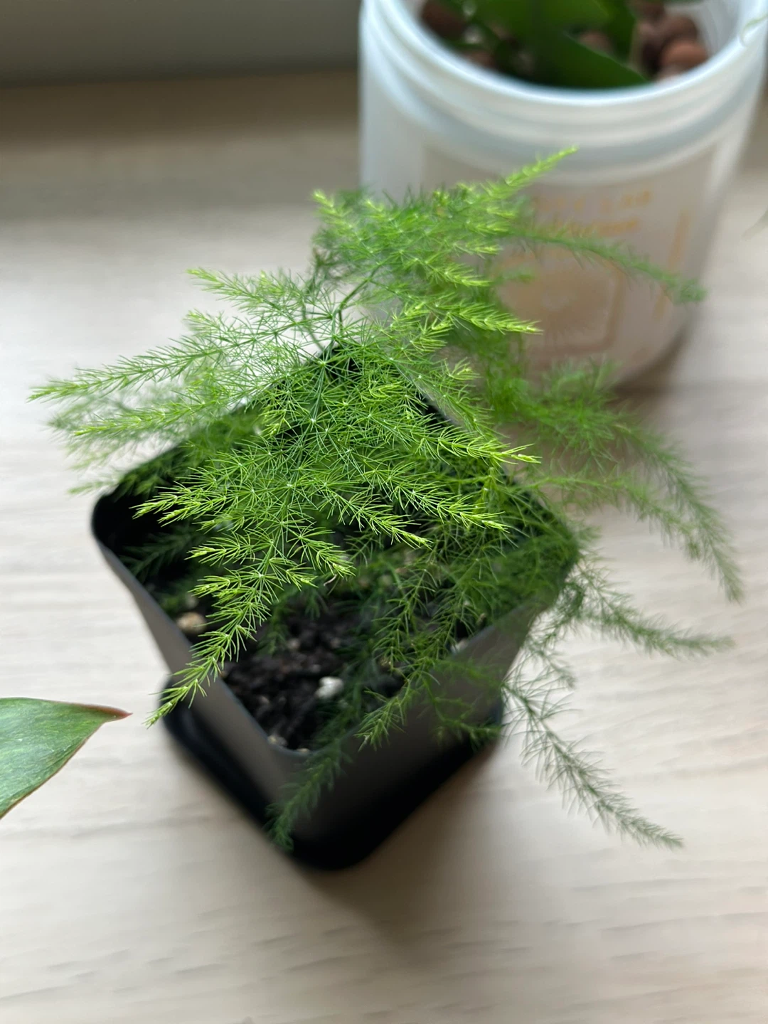 Asparagus Fern Plant - photo 2