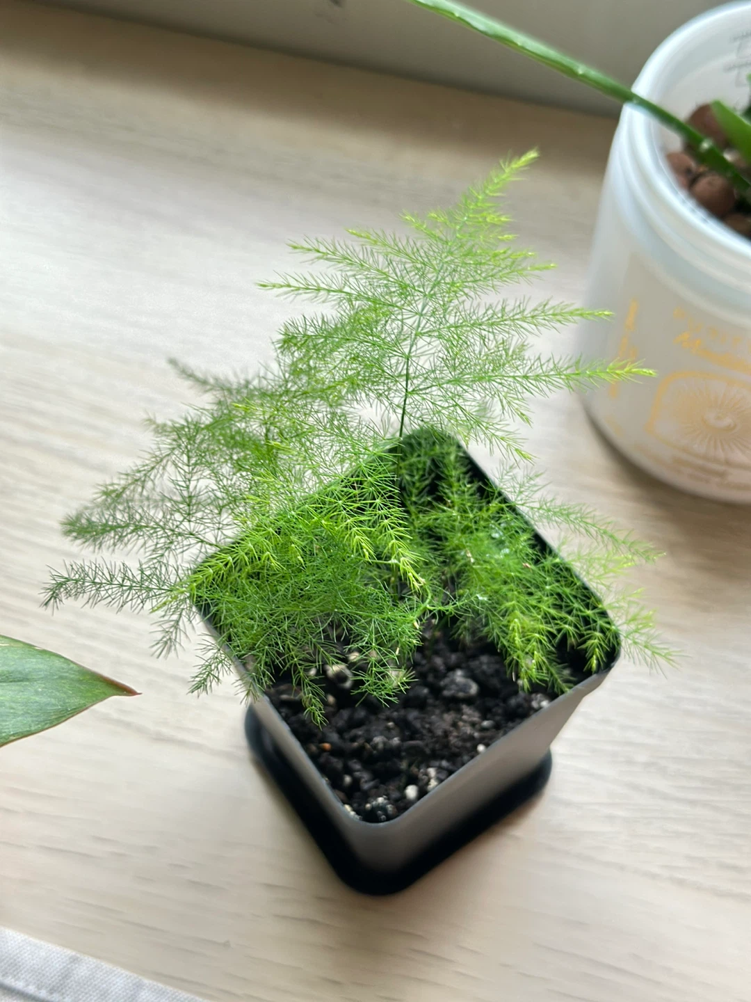 Asparagus Fern Plant - photo 3
