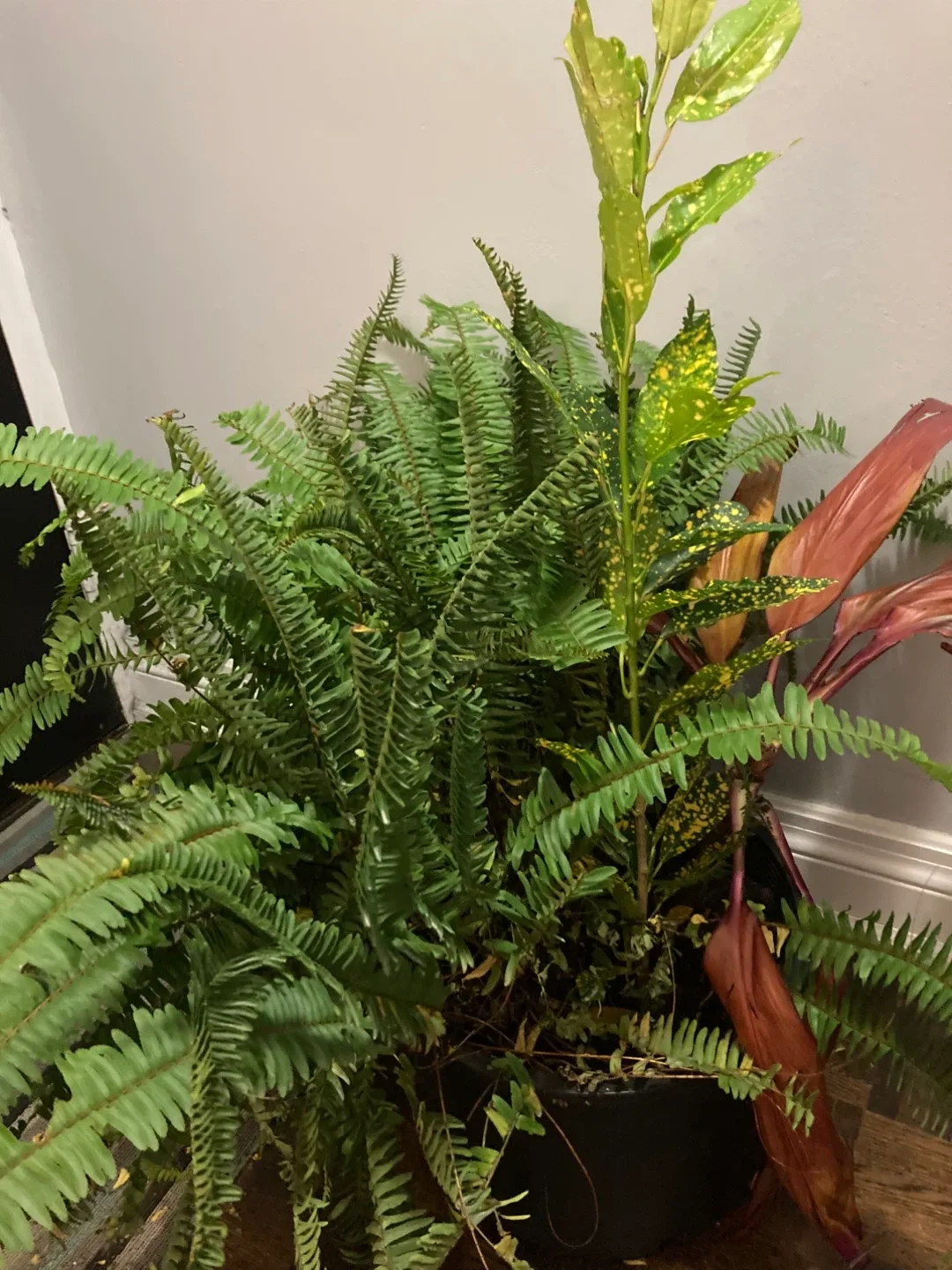 Tropical plants thumbnail