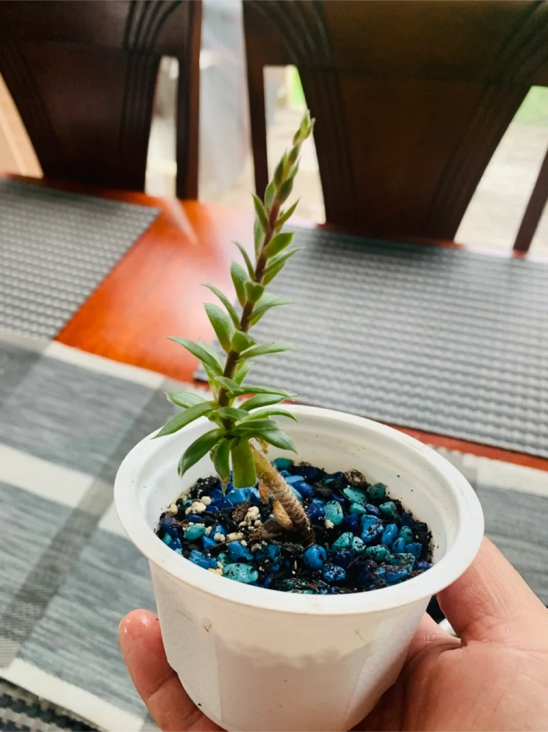 Succulent Plant - Sempervivum (Chicks and Hens) image indicator(3)