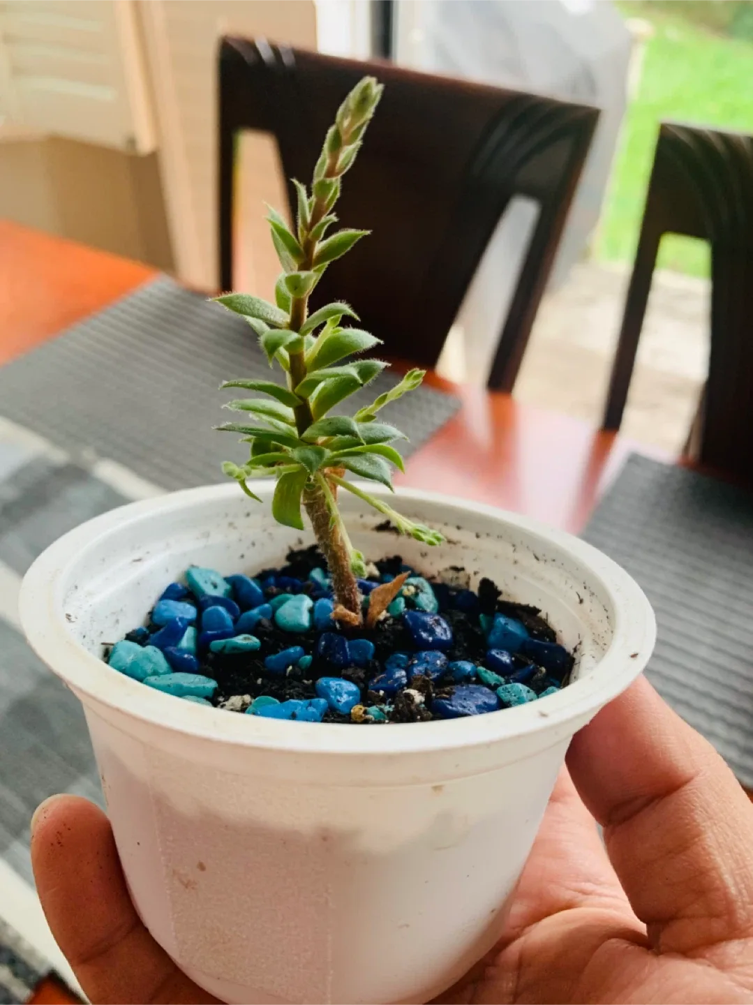 Succulent Plant - Sempervivum (Chicks and Hens) image indicator(5)