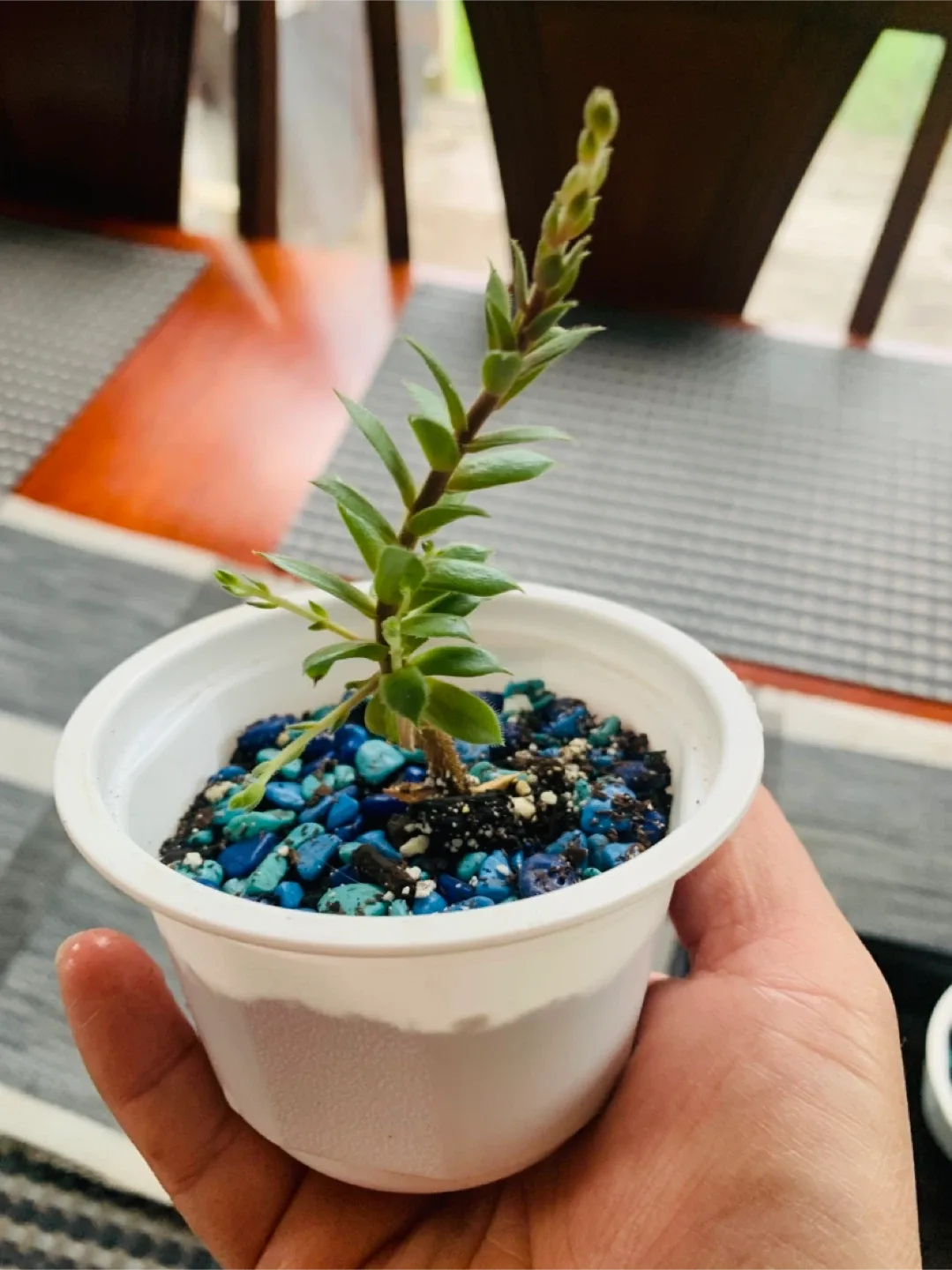 Succulent Plant - Sempervivum (Chicks and Hens) image indicator(2)